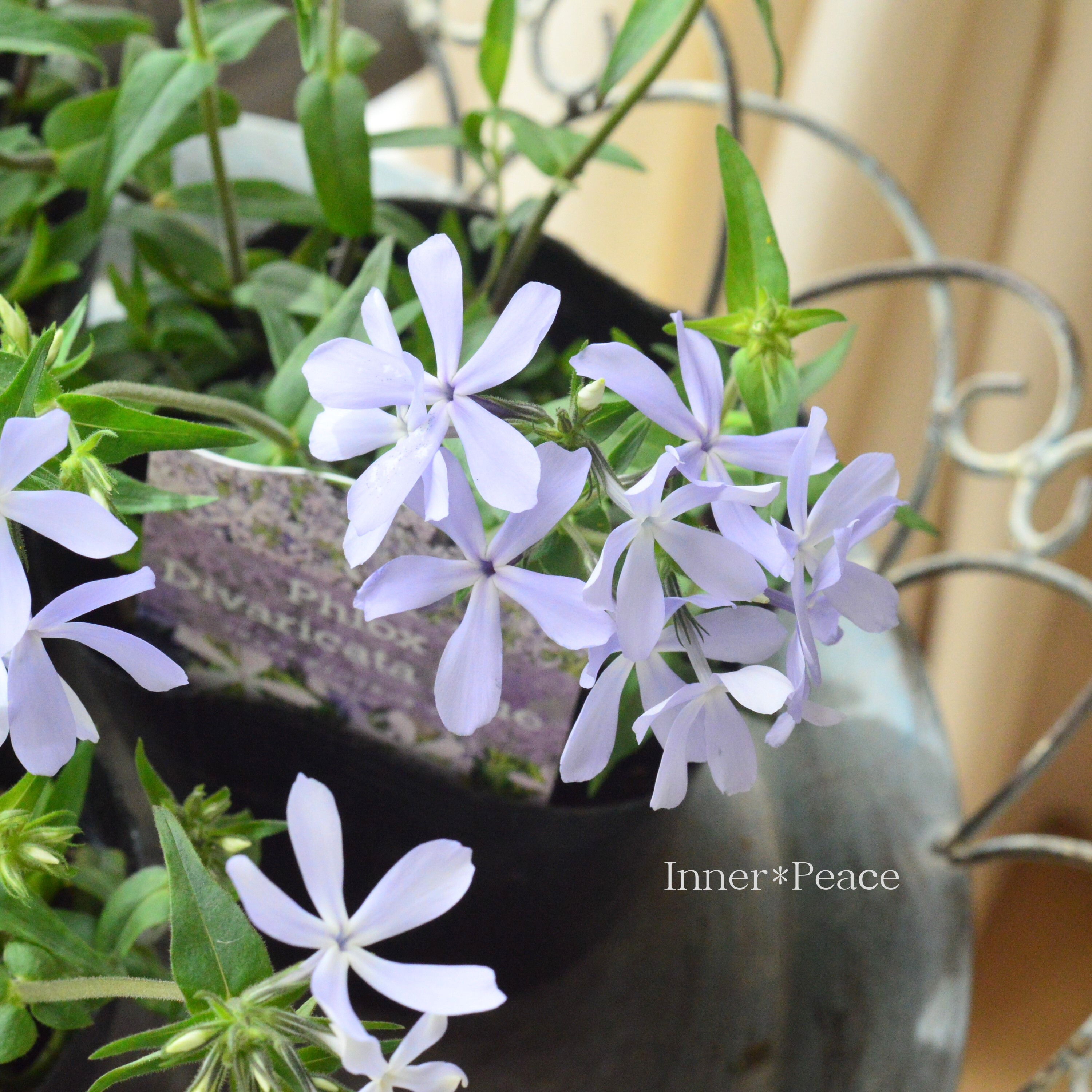 【宿根草】 フロックス 『ディバリガータ・ブルーパフューム』 3寸POT