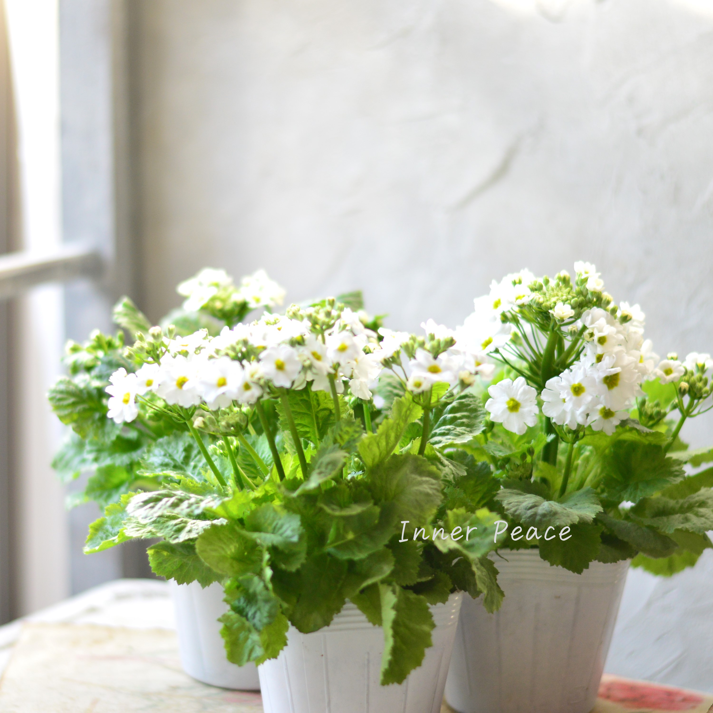 【北島園芸さん】 サクラソウ 『シュガーミント(仮)』 3.5寸POT