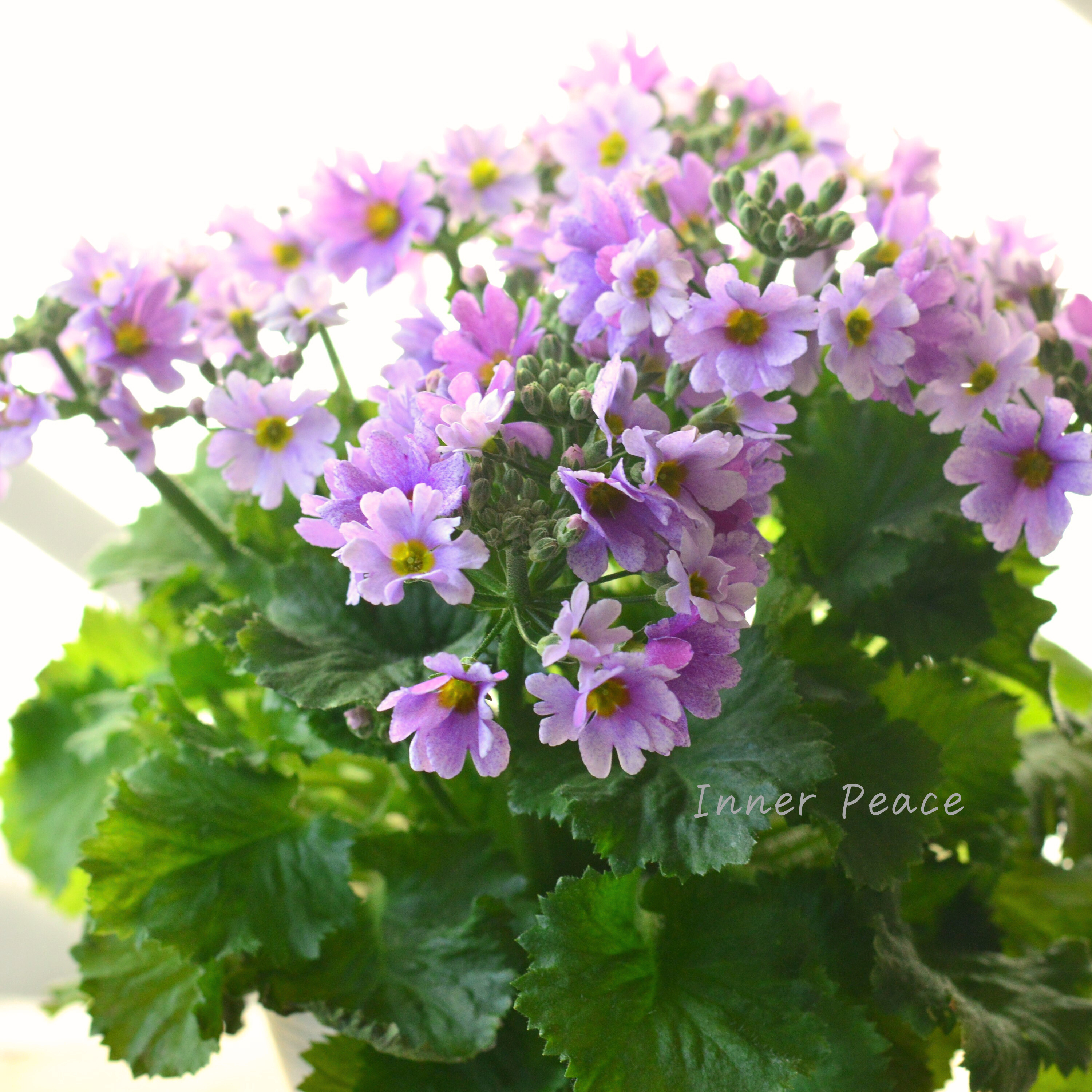 【北島園芸さん】 サクラソウ 『フリル咲き・薄パープル』 3.5寸POT