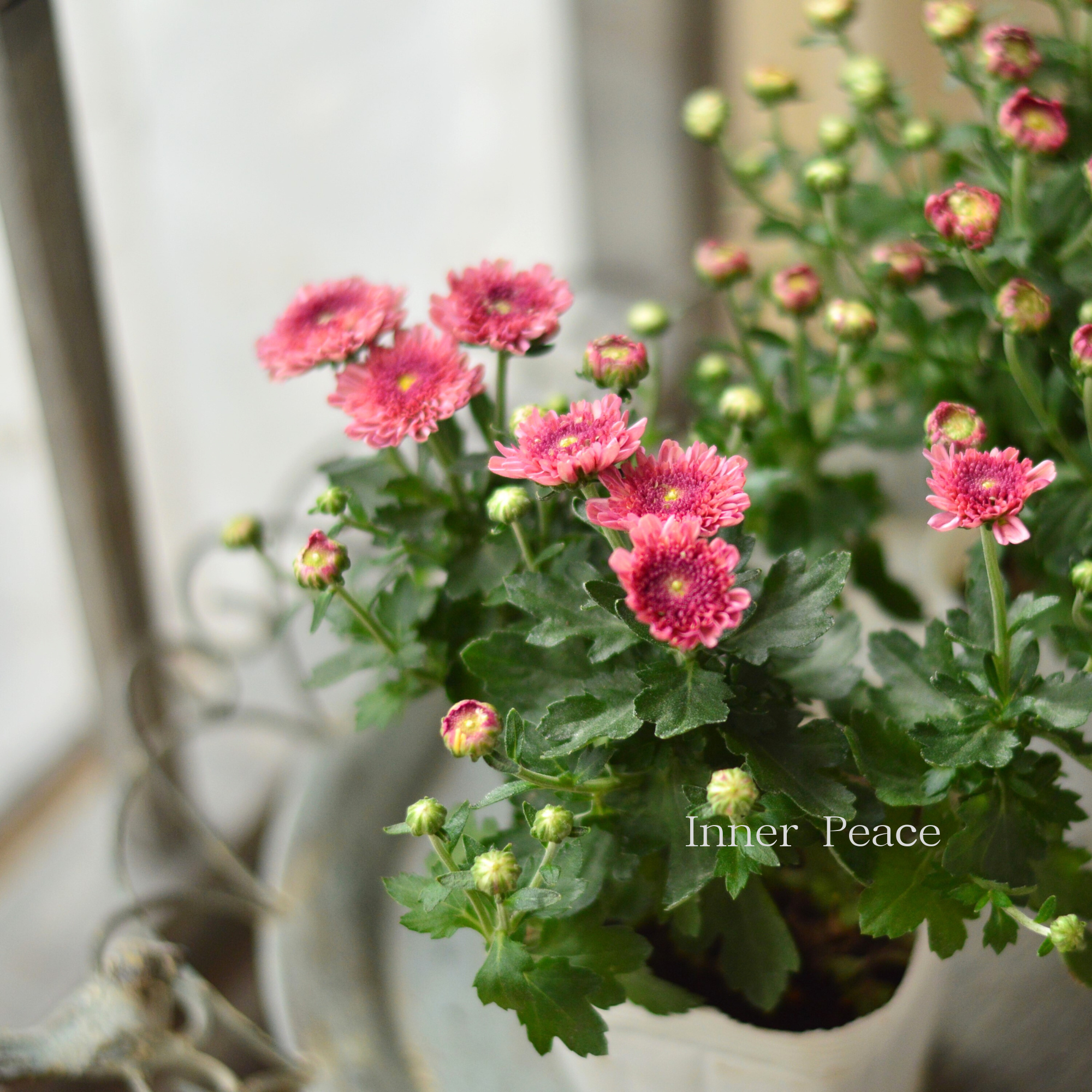 【アンティーク】 クリサンセマム・アラモード 『パープル』 3.5号POT