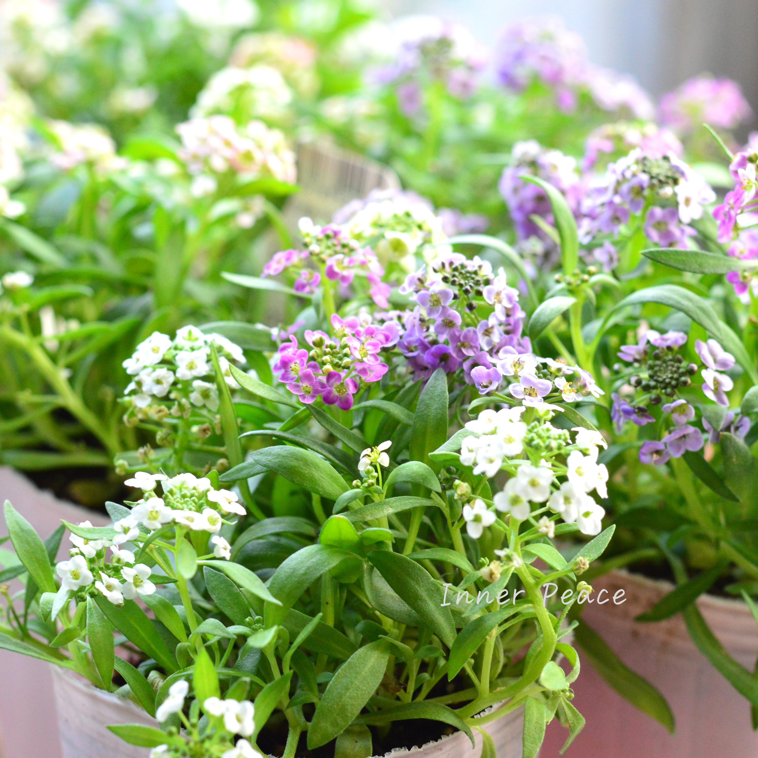 【ミックス】 スイートアリッサム 『ジュエリーミックス』 2.5寸ロングPOT