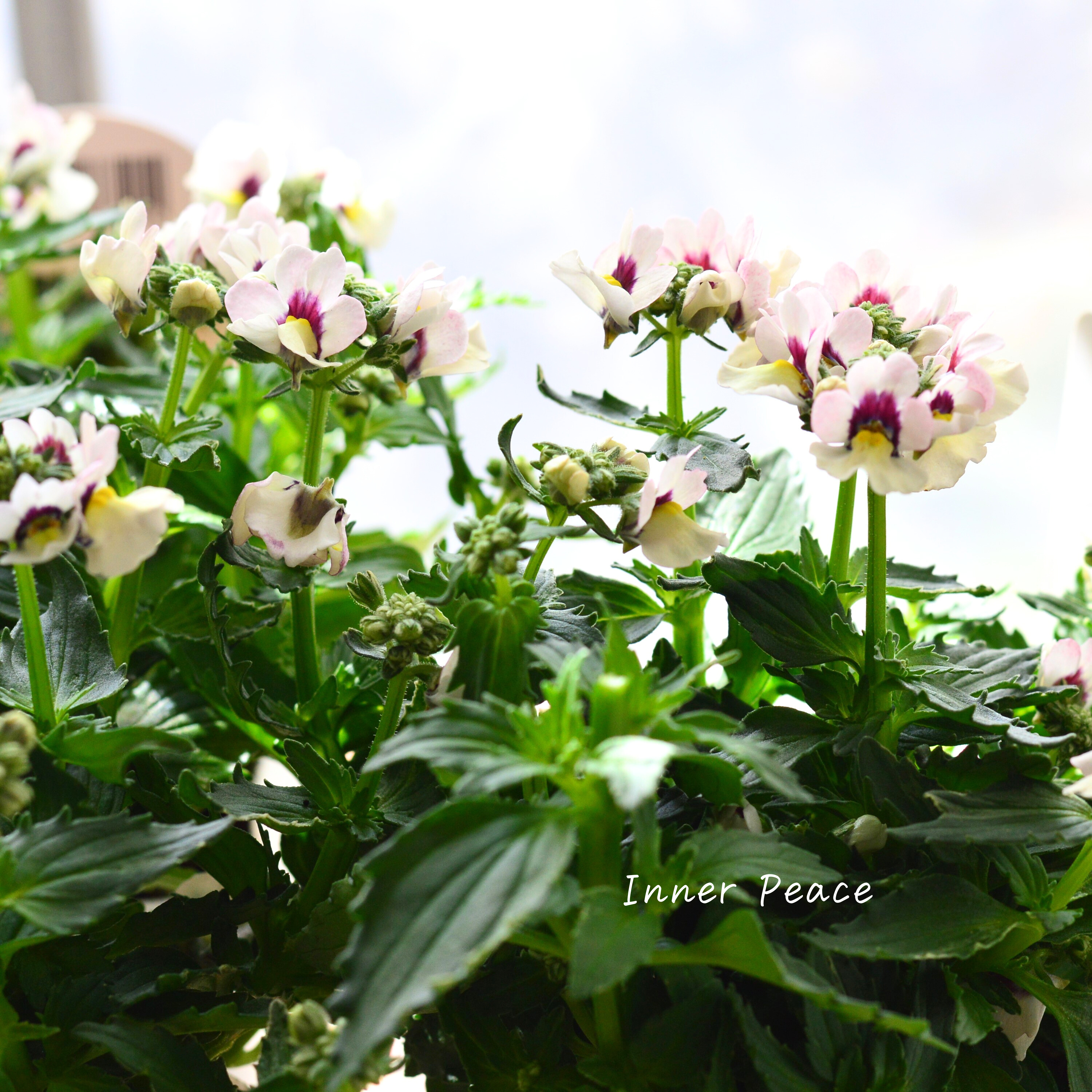 【花芳さん】 ネメシア 『マリー・シェルピーチ』 3.5寸POT