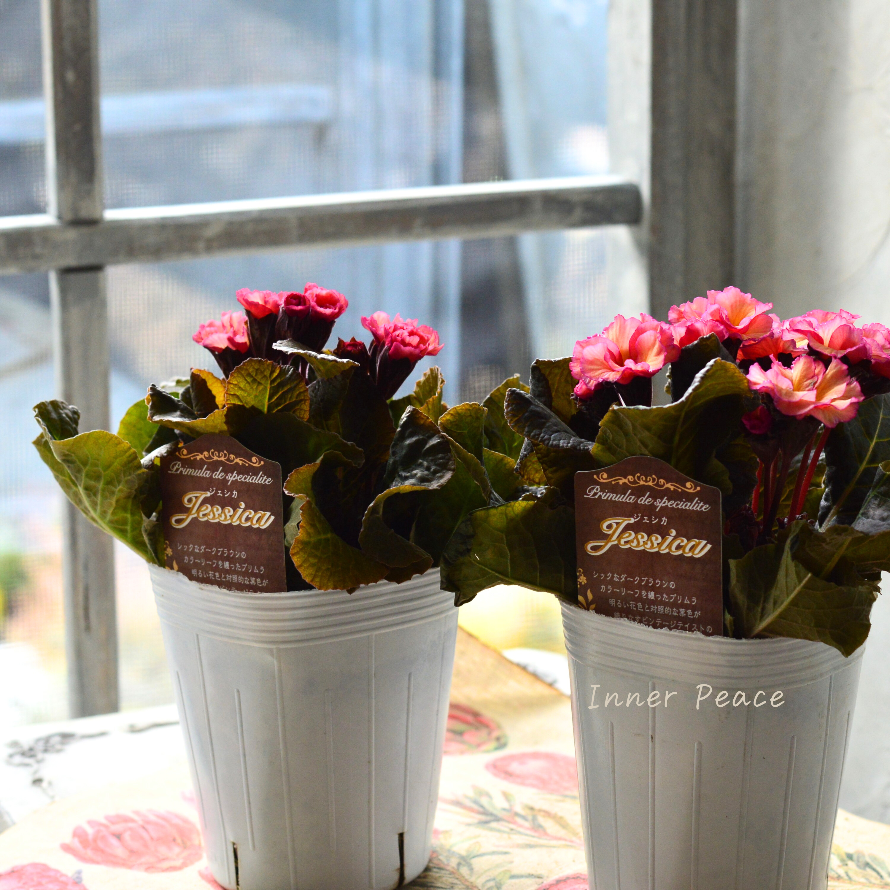 【松原園芸さん】 銅葉プリムラ 『ジェシカ・アンティークピンク系』 3寸POT