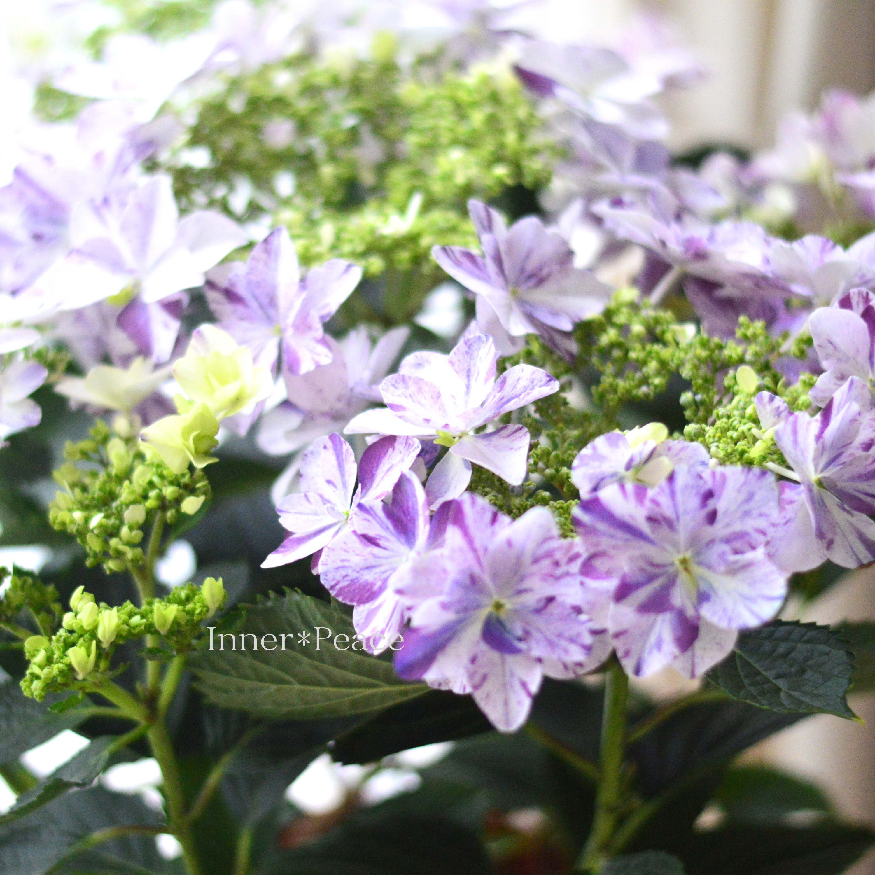 【美しい】 紫陽花 『衣純千織(イズミチオリ)・ブルー』 5号鉢