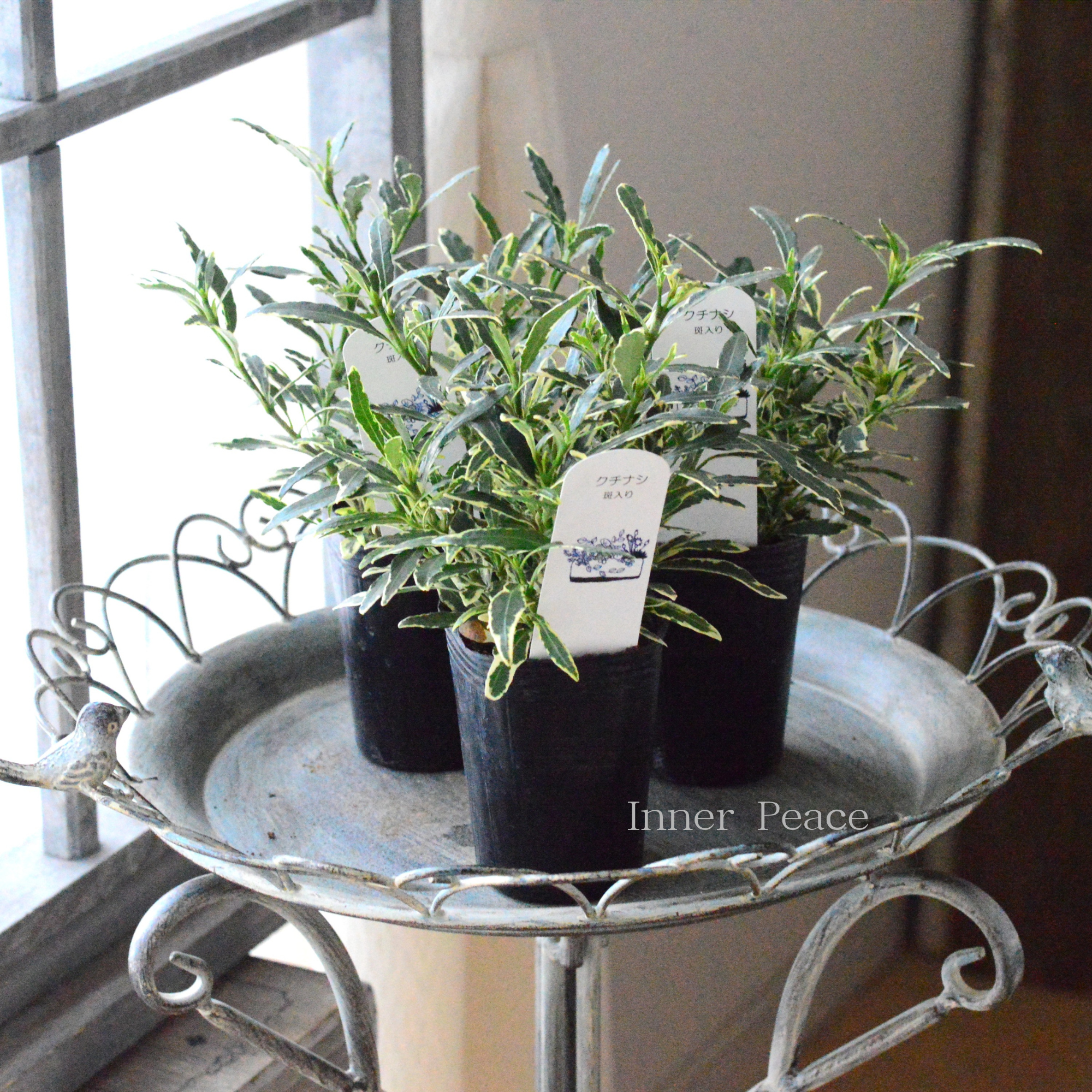 【斑入り】 クチナシ 3寸POT