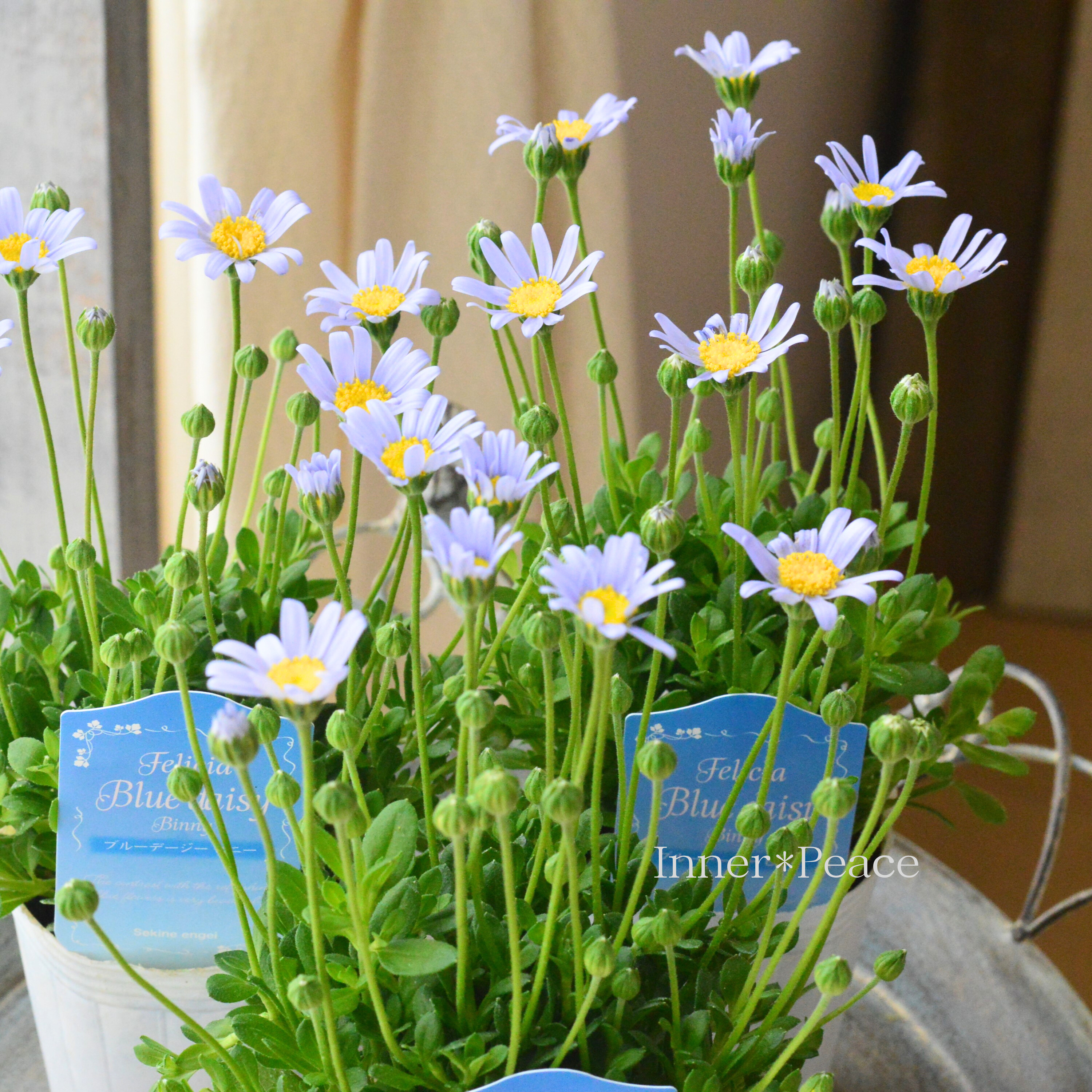 【美しい】 フェリシア(ブルーデージー) 『ビニー』 2.5寸POT