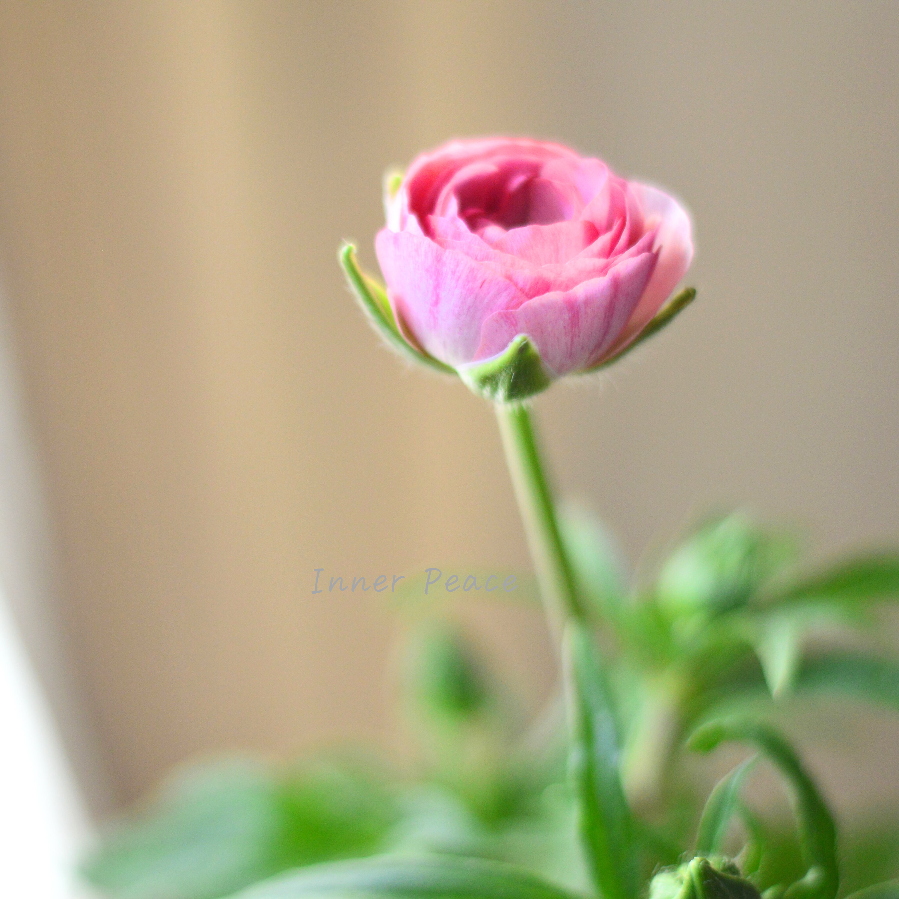 【美しい】 ラナンキュラス・ラックス 『ヴィーナス』 4寸POT