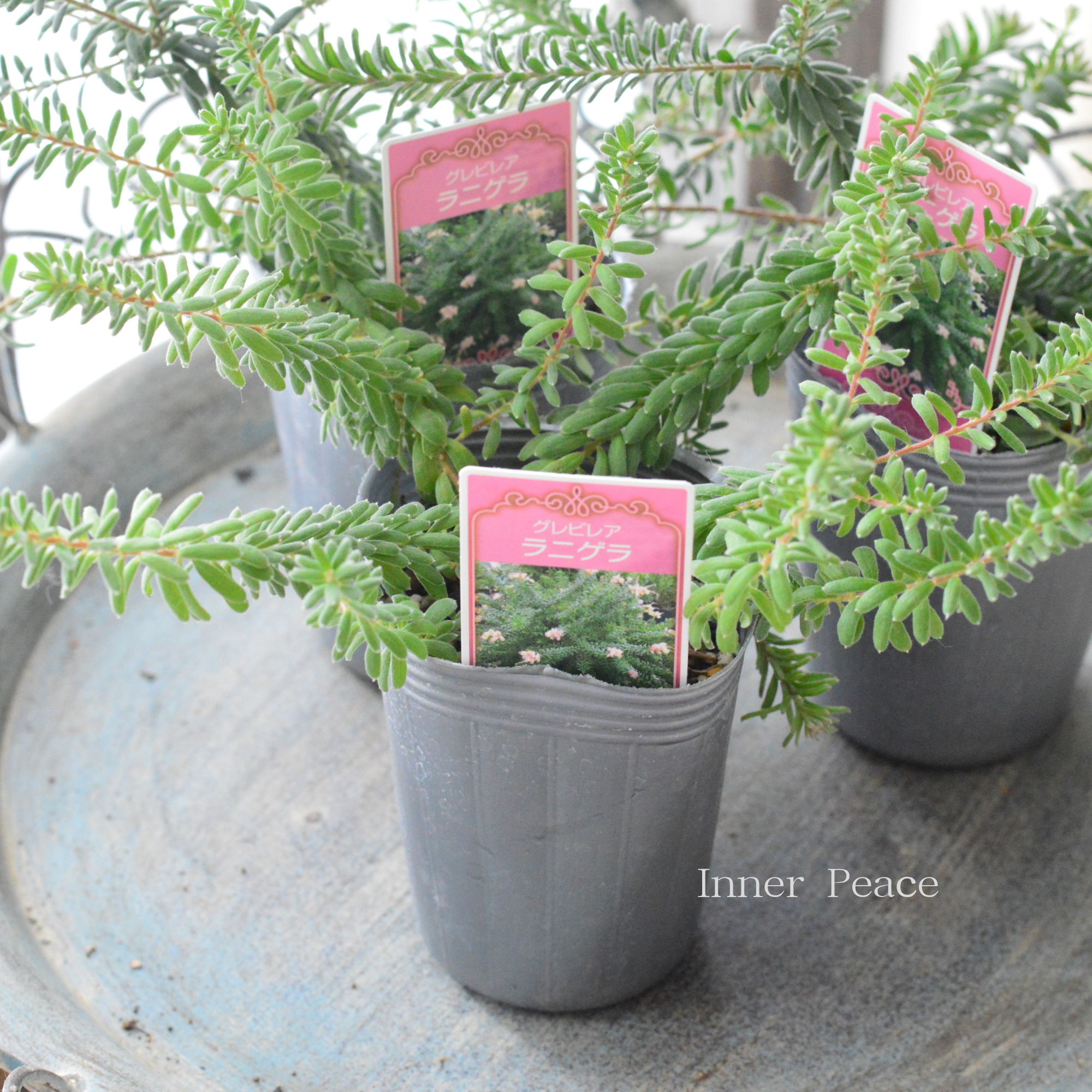 【人気】 グレビレア 『ラニゲラ』 3寸ロングPOT