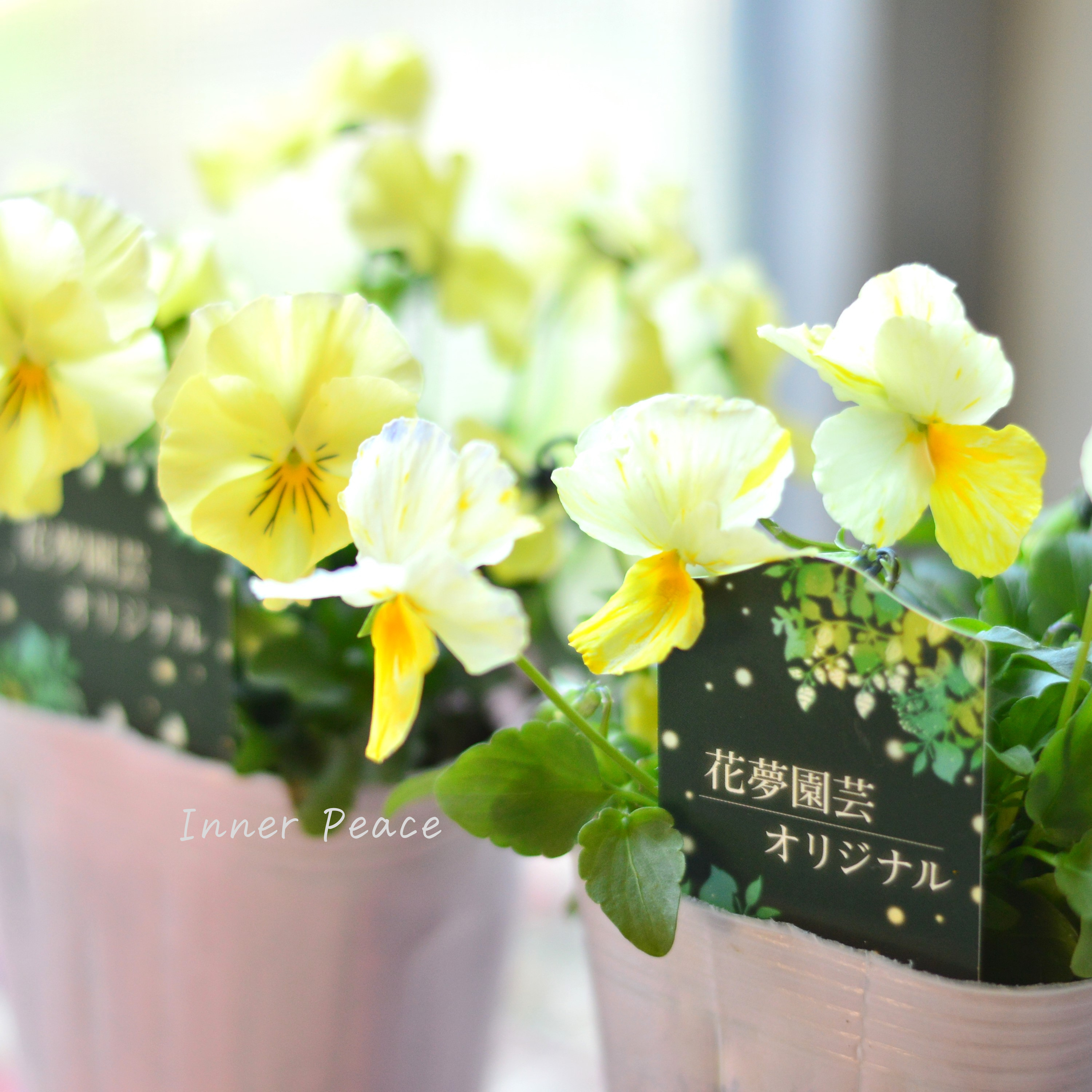 【花夢園芸さん】 ビオラ 『イエロー系』 3寸ロングPOT