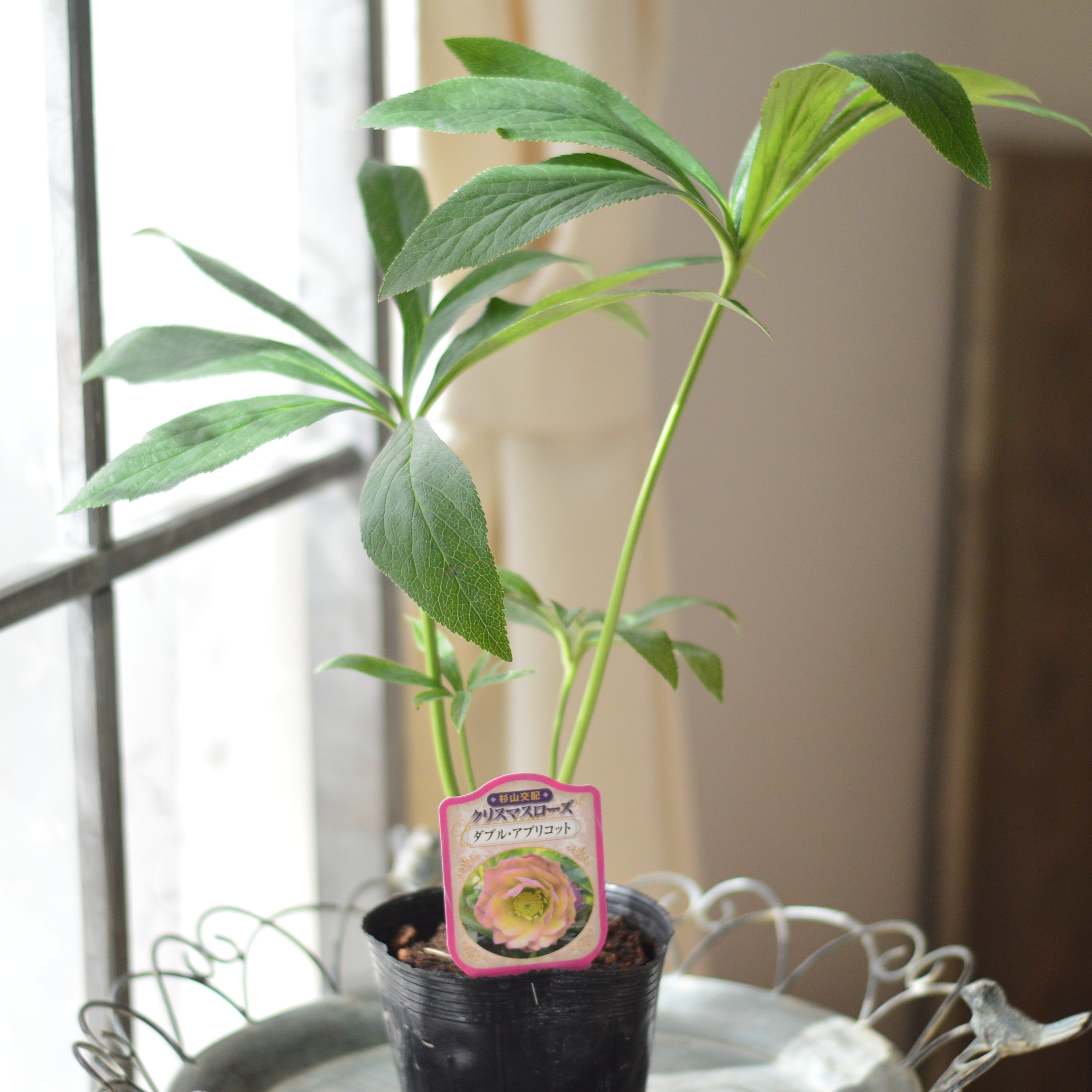 【杉光園芸さん】 クリスマスローズ 『ダブル・アプリコット』 4寸POT
