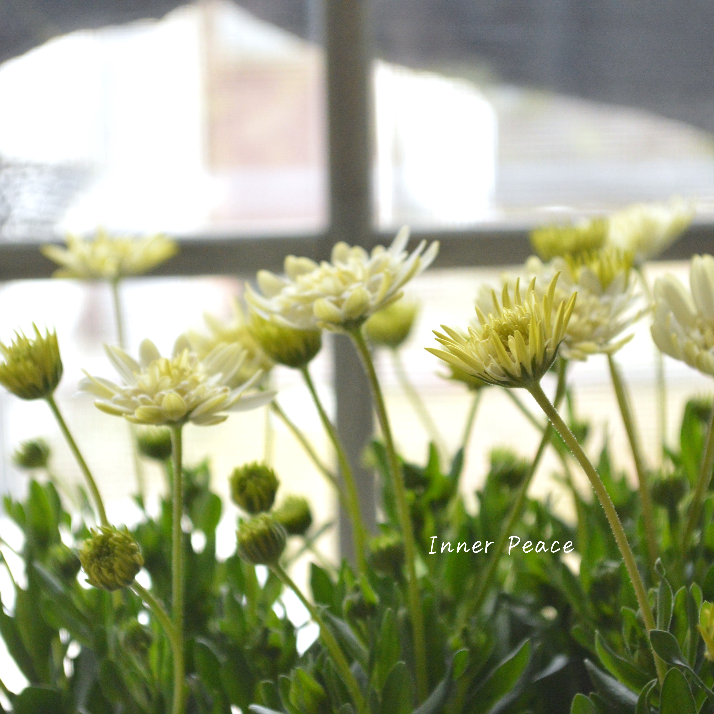 【ゲブラさんオリジナル】 オステオスペルマム 『オデットブラン』 3.5寸POT