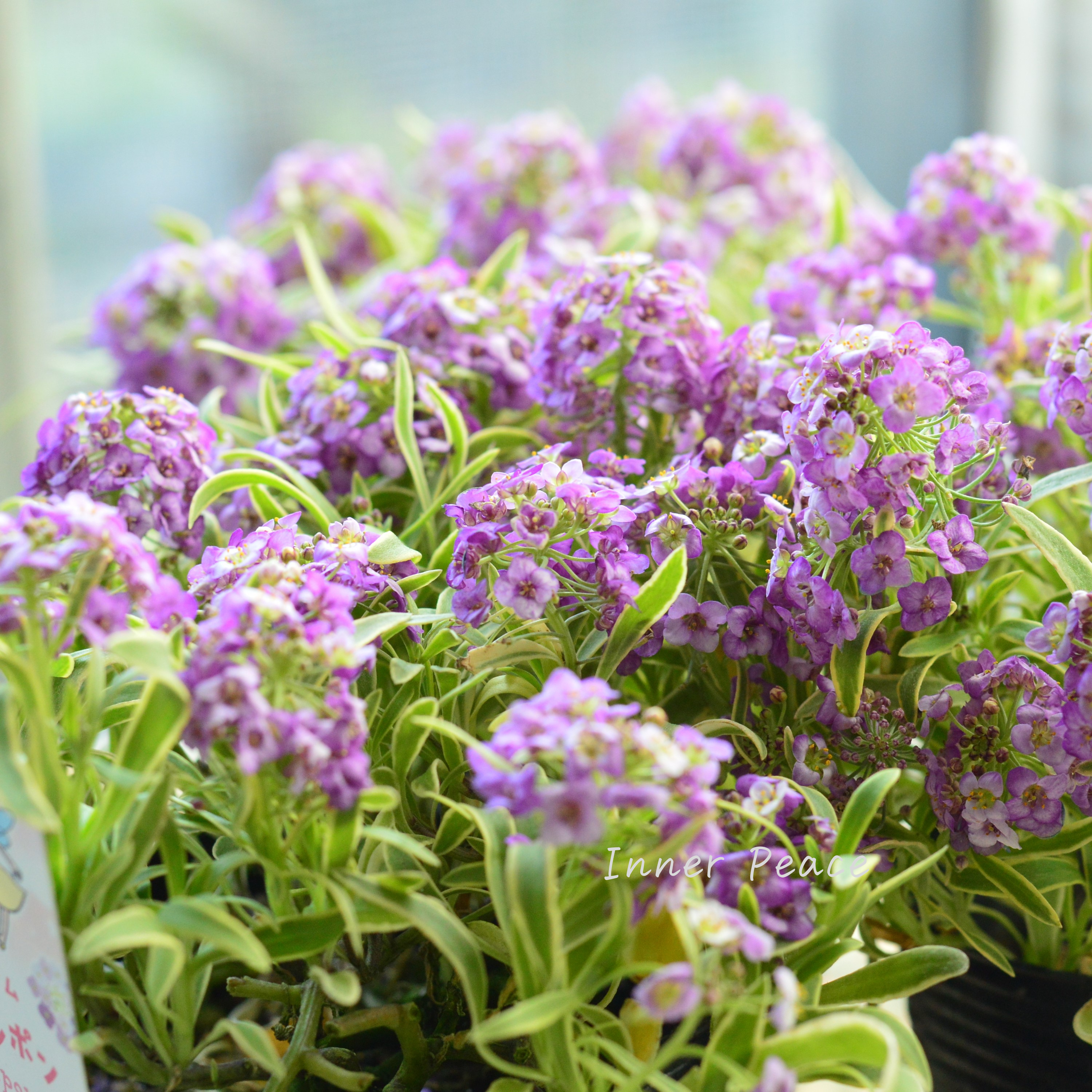 【斑入り】 アリッサム 『ハッピーポンポン』 3.5寸POT