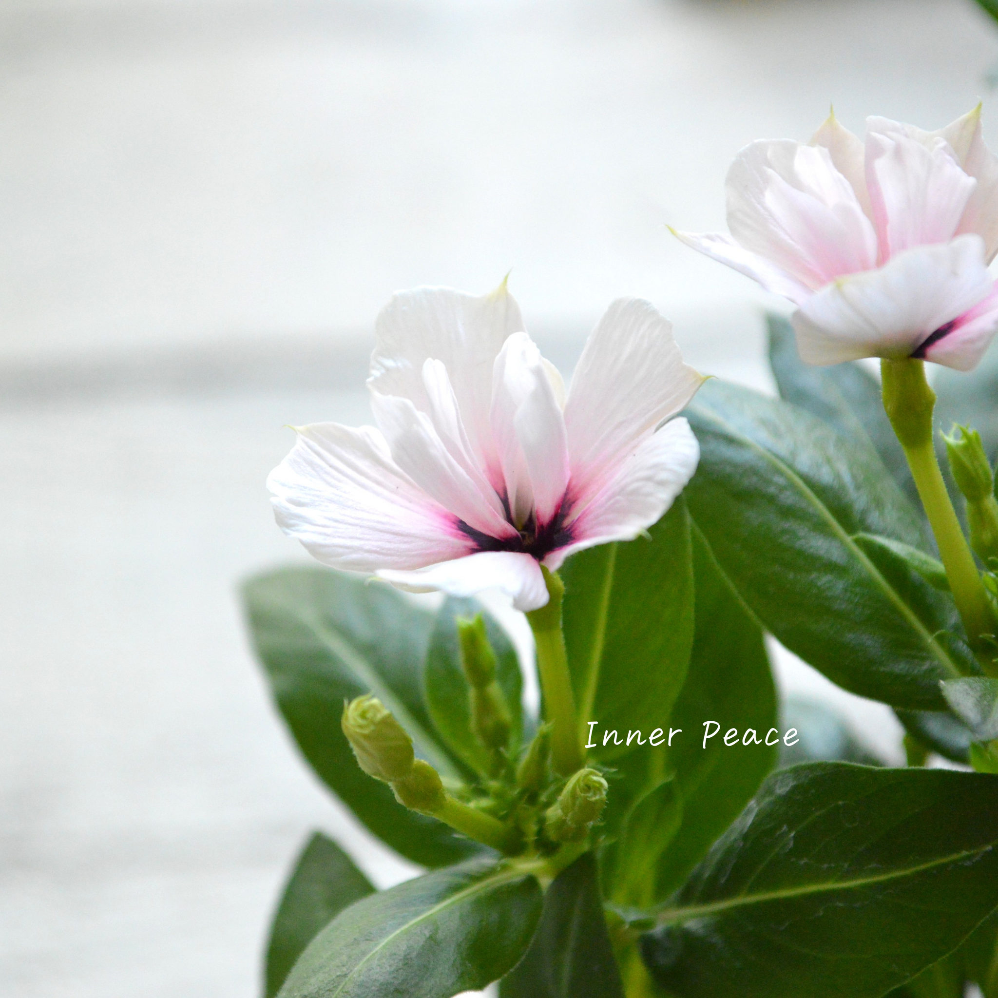 北島園芸さん】 ニチニチソウ（八重咲き） 『ミラシリーズ・モネ』 3.5