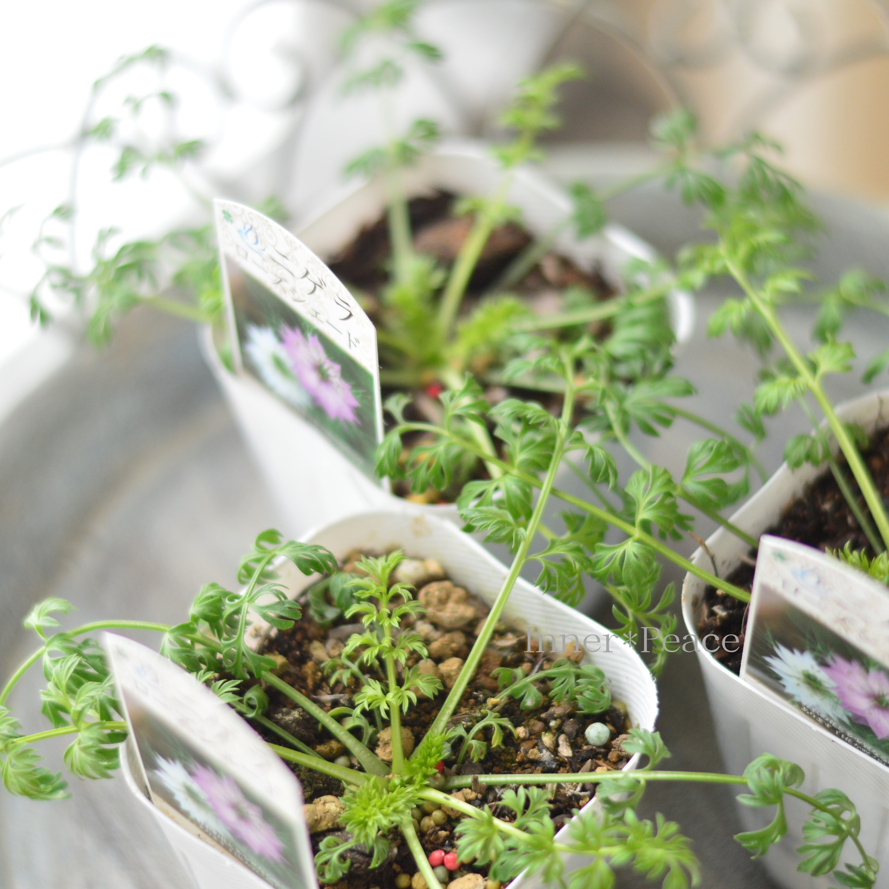 【オシャレ】 ニゲラ 『ローズシェード』植え込み用 3寸POT