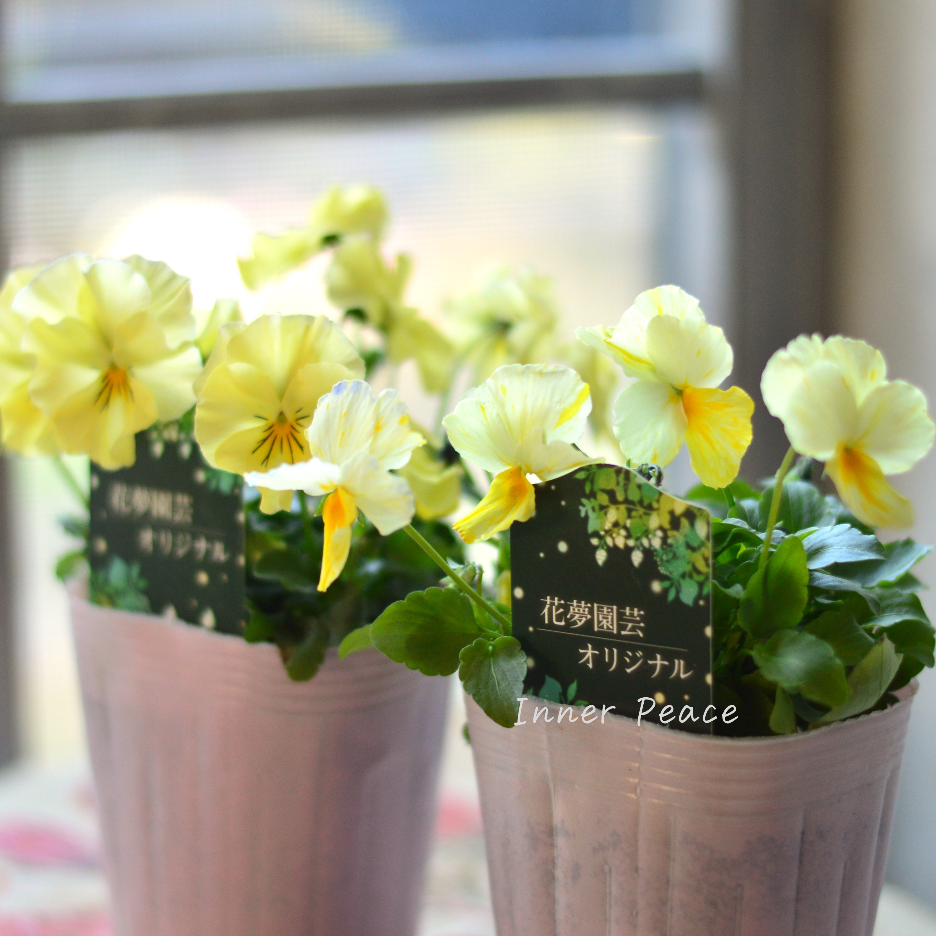 【花夢園芸さん】 ビオラ 『イエロー系』 3寸ロングPOT