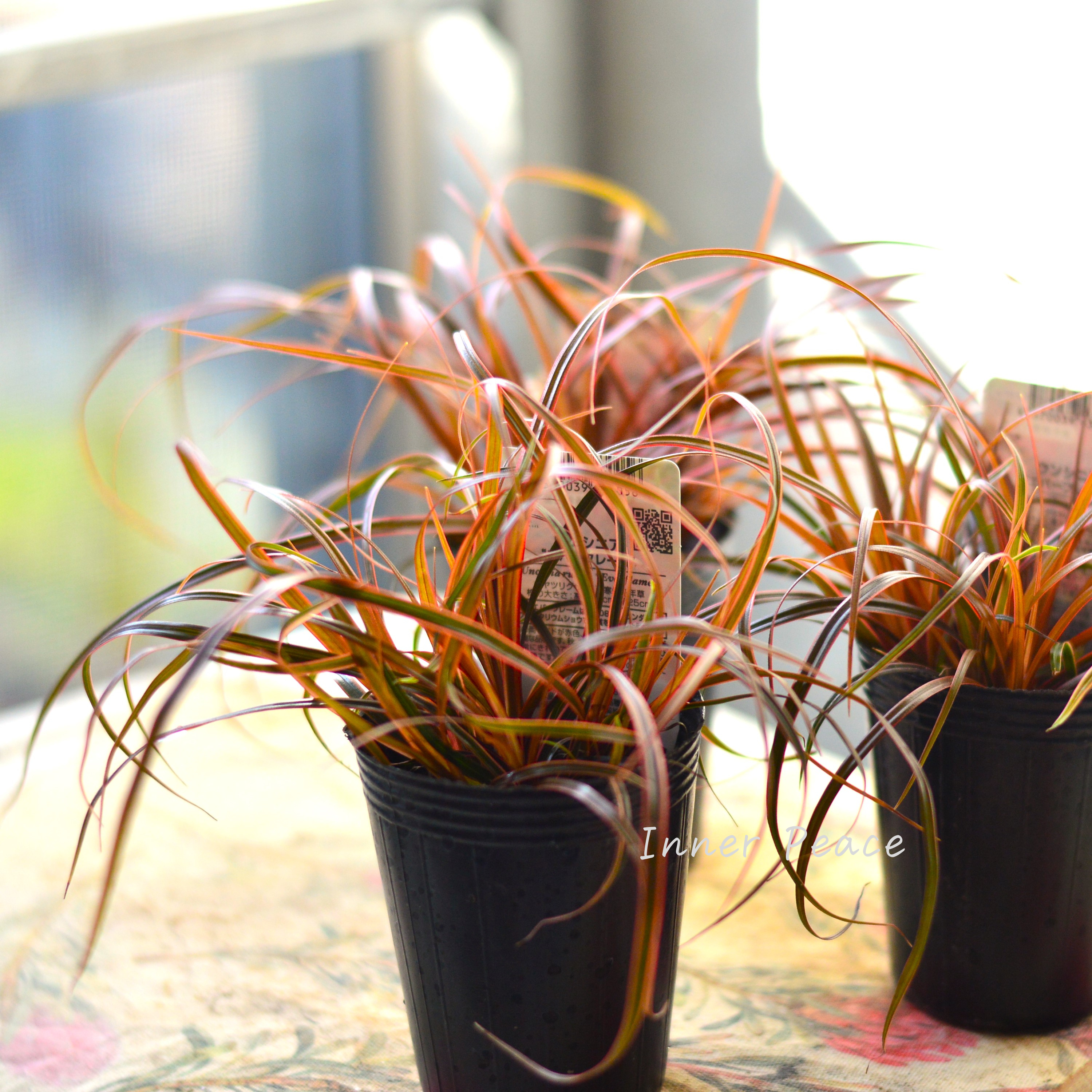 【希少】 ウンシニア・ルブラ 『エバーフレーム』 2.5寸ロングPOT