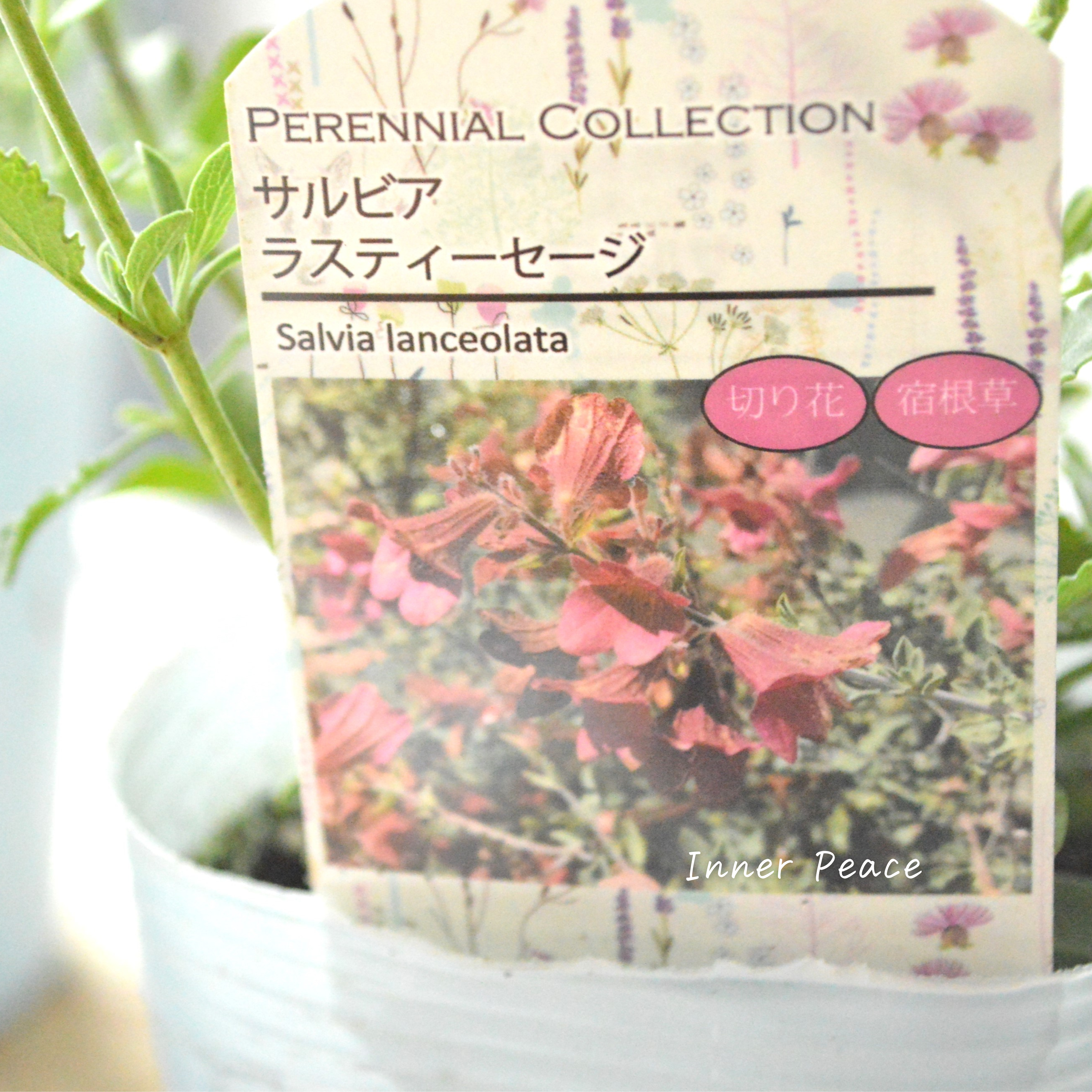 【宿根】 サルビア 『ラスティーセージ』 3寸POT