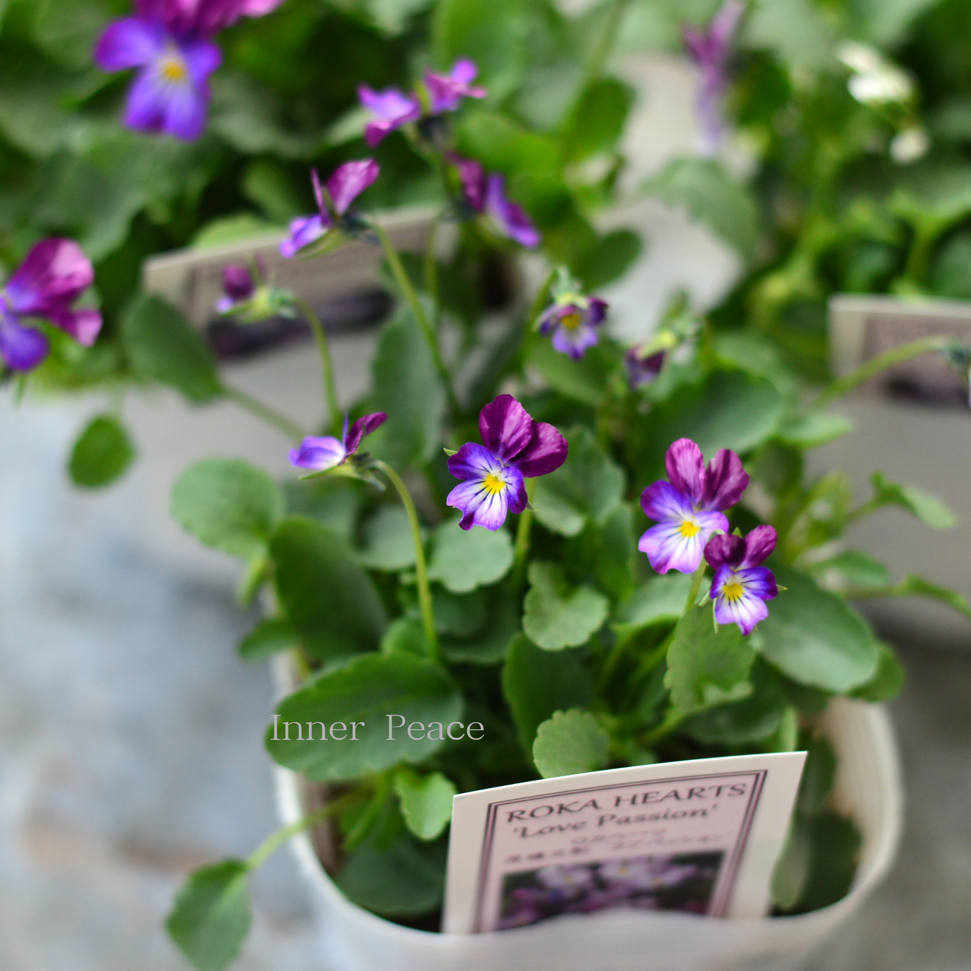 【美しい】 ビオラ ロカハーツ 『ラブパッション』 3.5寸POT
