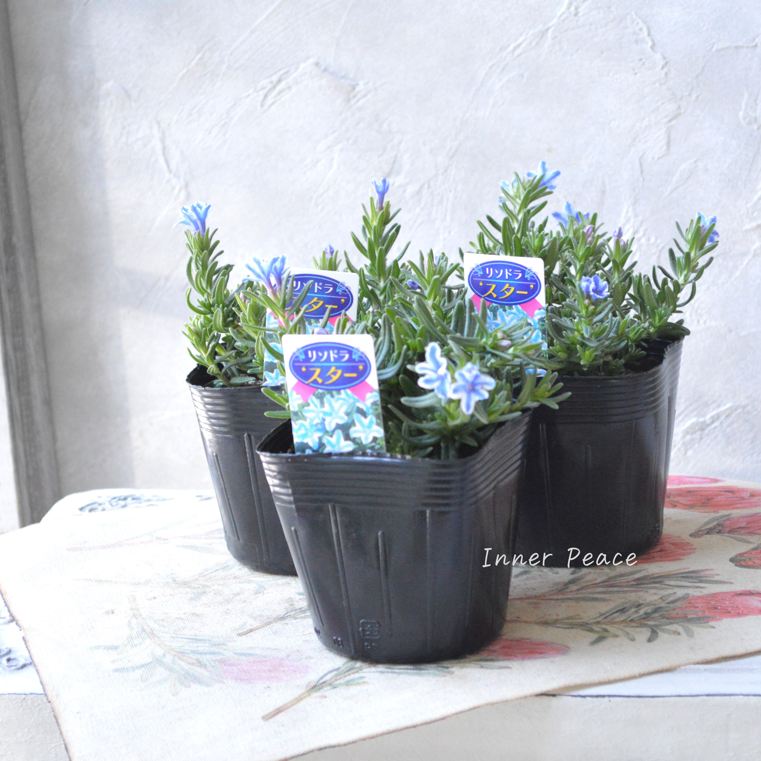 【美しい】 ミヤマホタルカズラ 『リソドラスター』 3.5寸POT