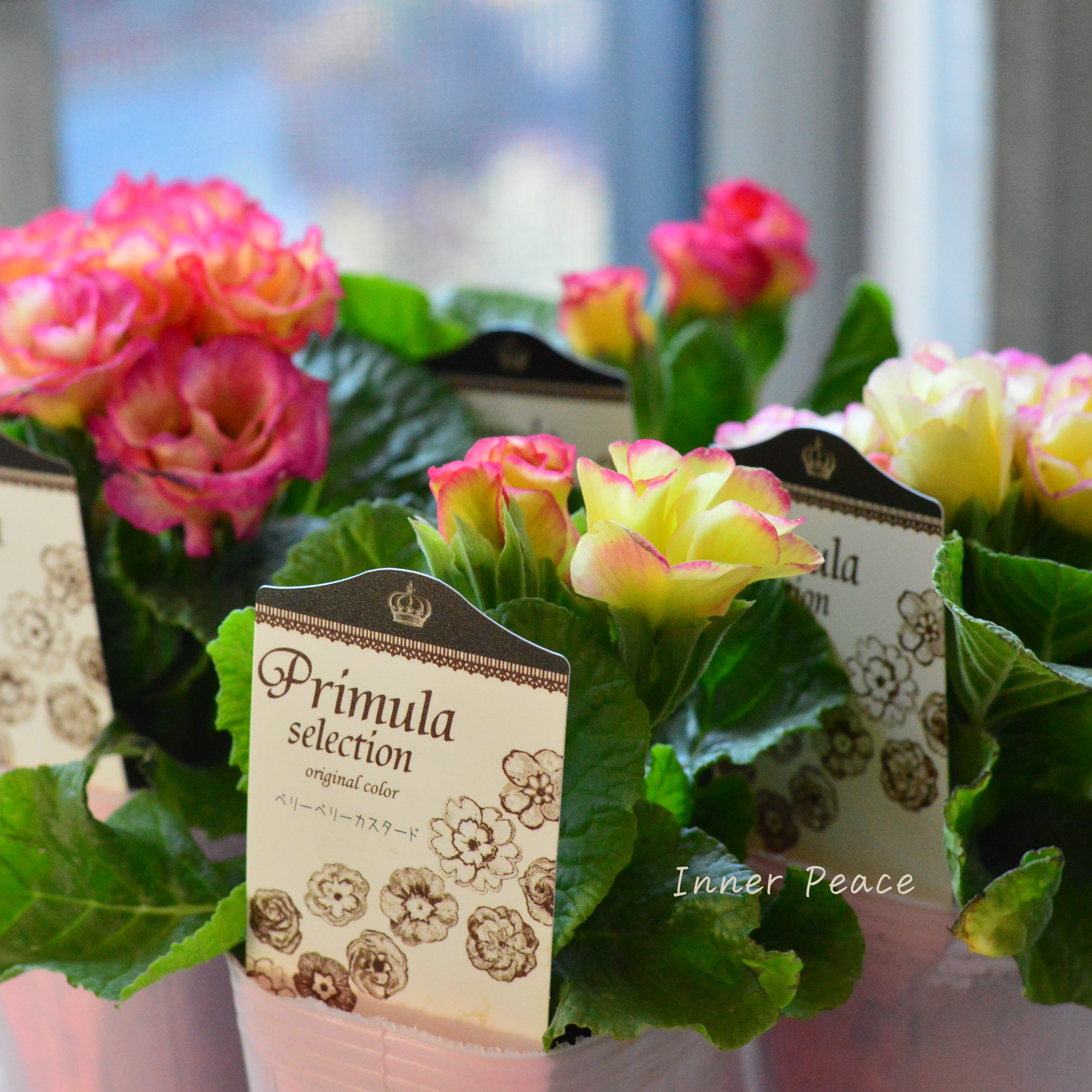 【k-plantsさん】 バラ咲き プリムラ 『ベリーベリーカスタード』 2.5寸ロングPOT