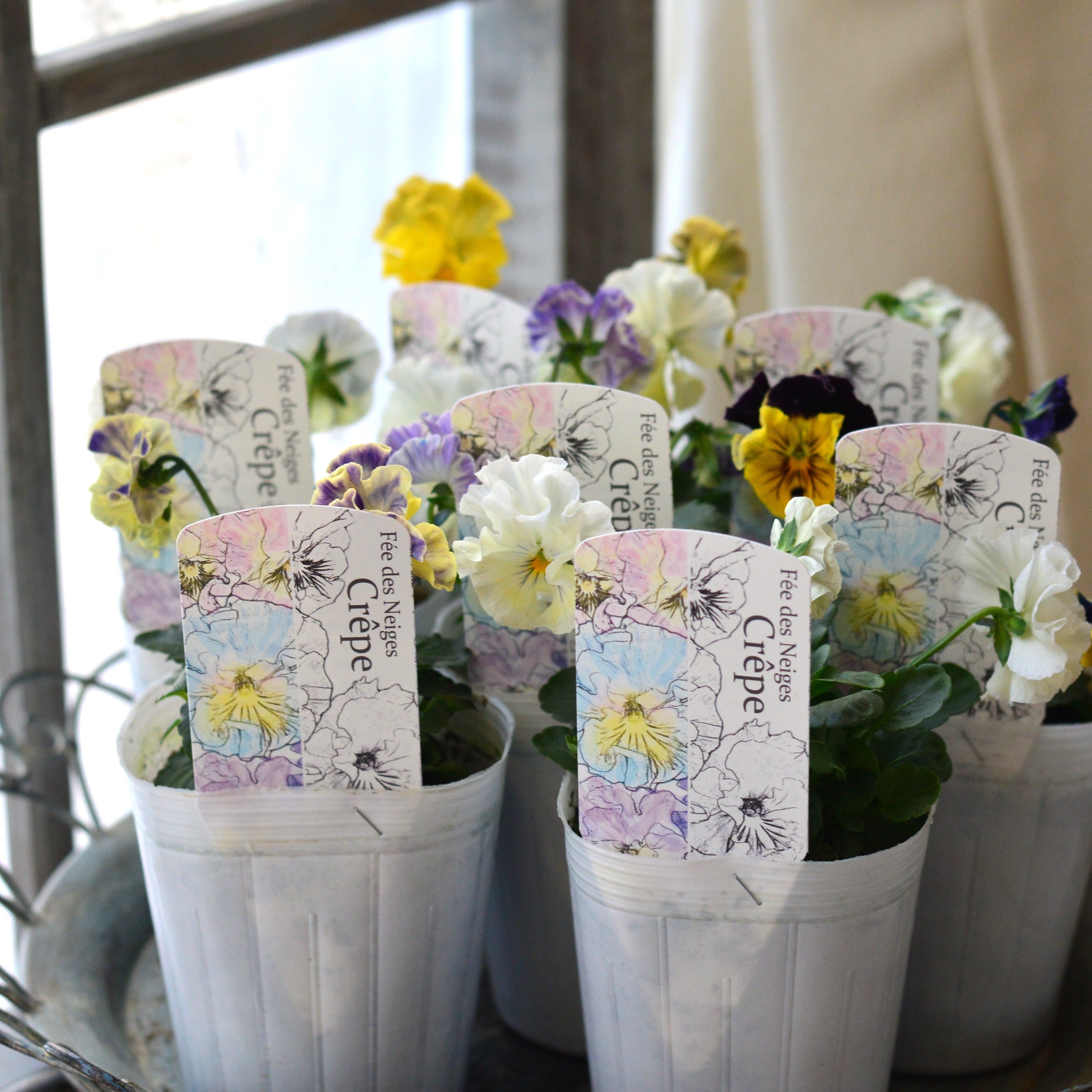 【美しい】 パンジー 『フェデネージュ・クレープ』 3.5寸POT