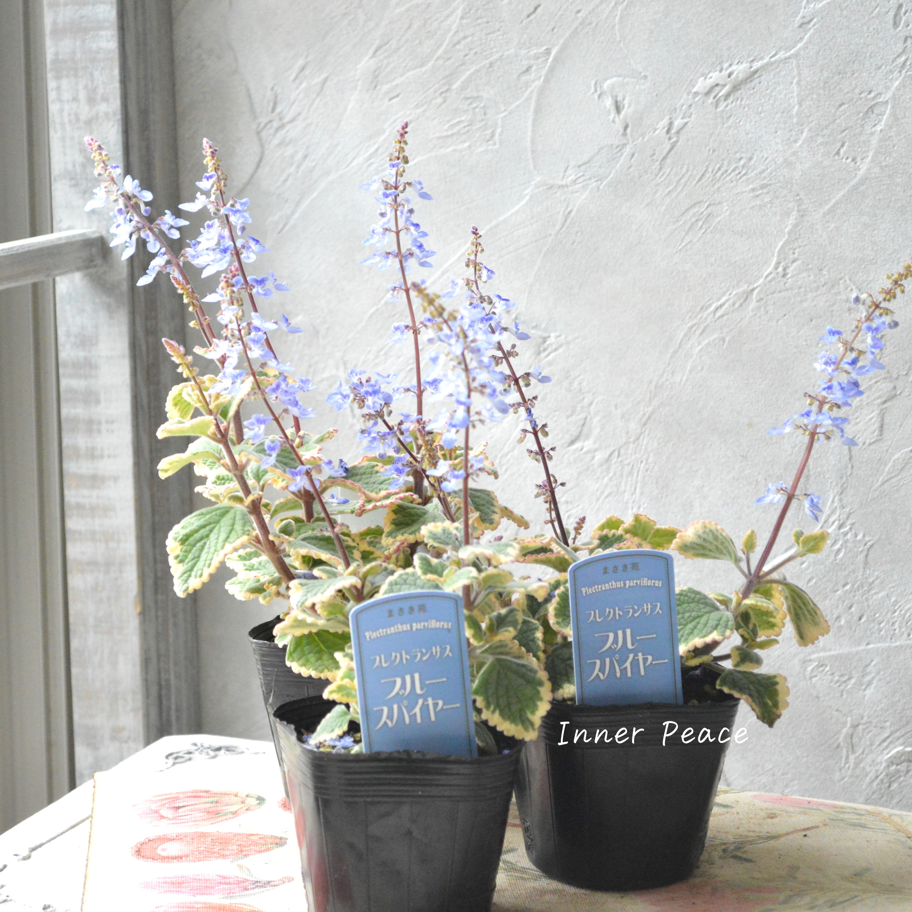 【美しい】 プレクトランサス 『ブルースパイヤー』 3寸~3.5寸POT