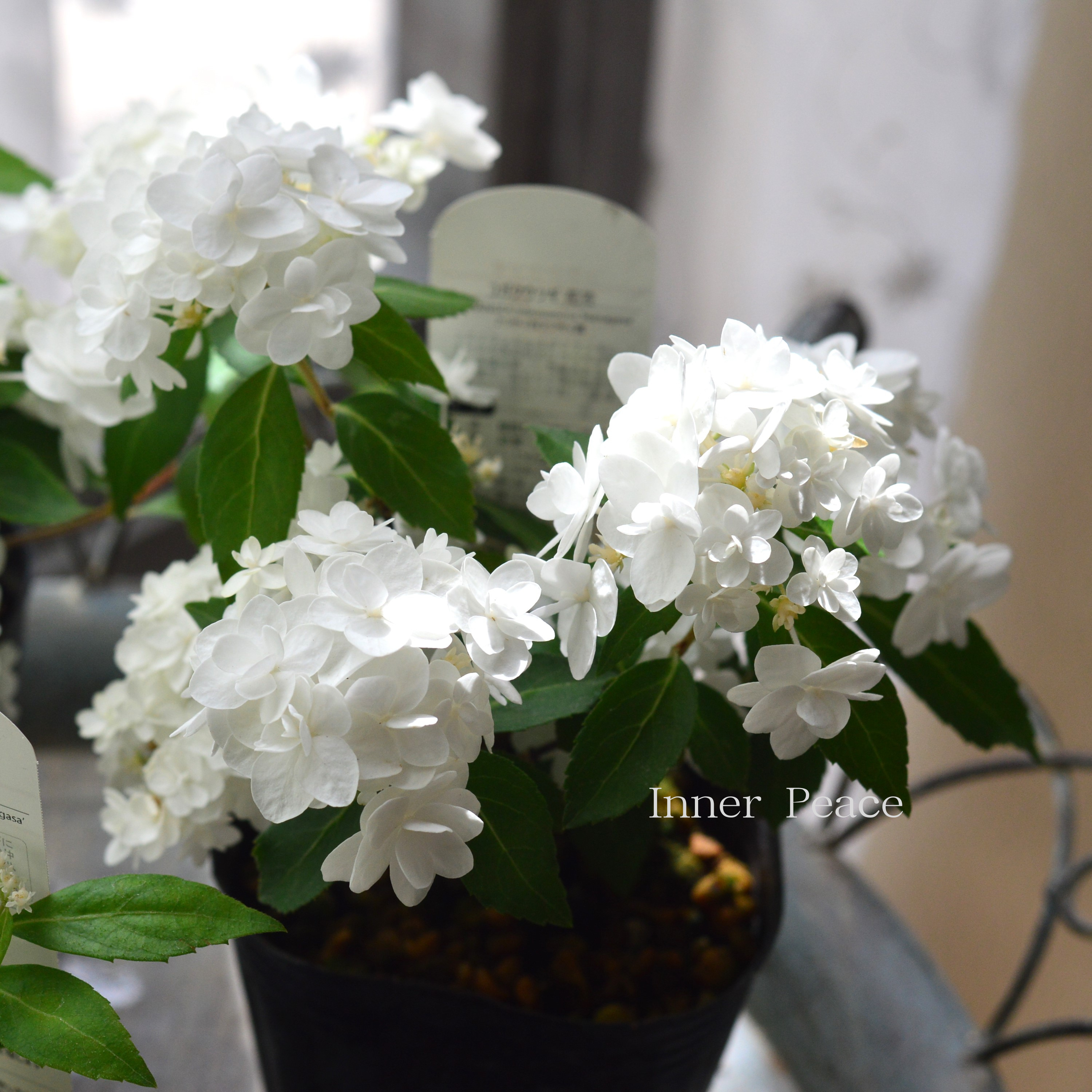 【美しい】山紫陽花 コガクウツギ 『花笠』 3寸POT