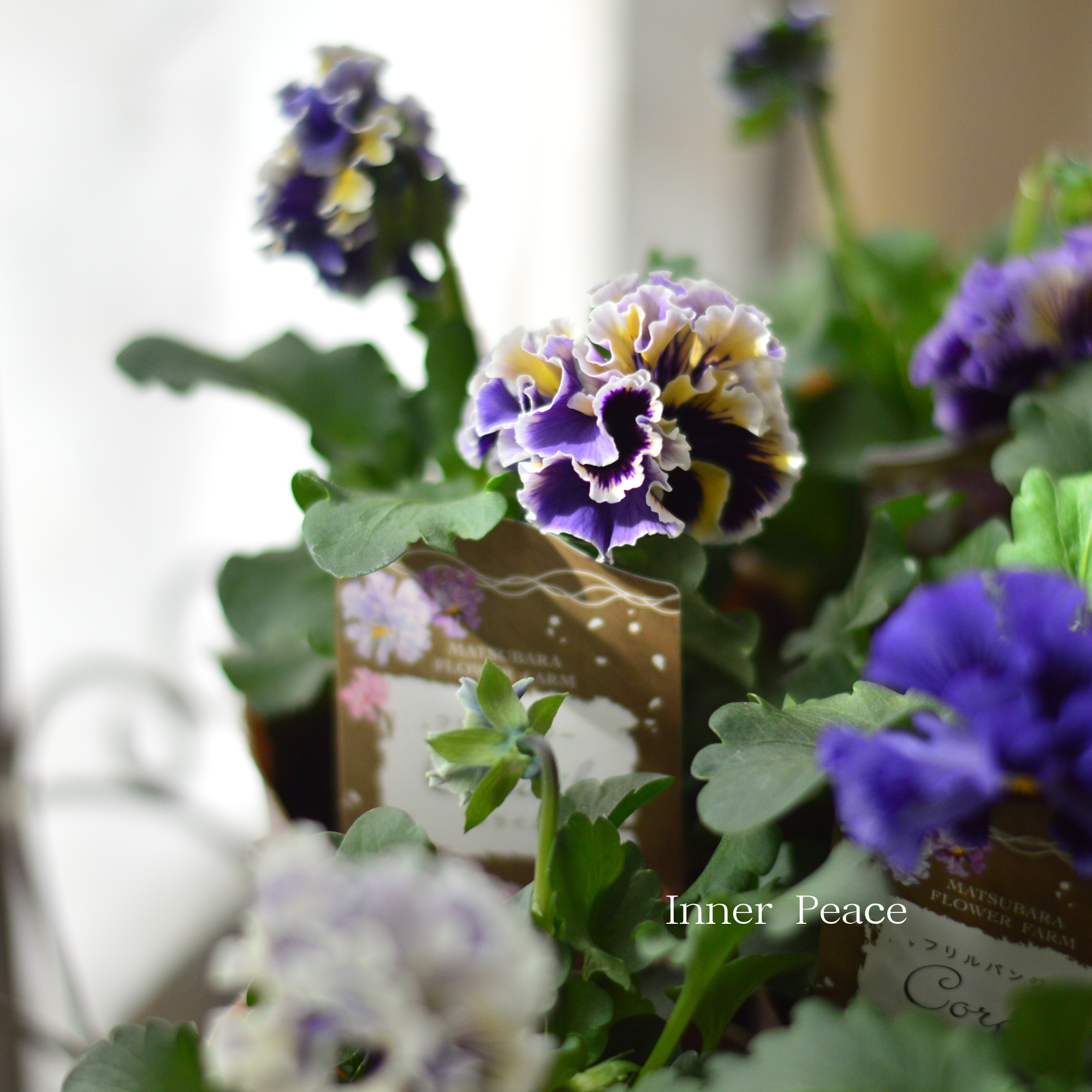 【素敵】 パンジー 『コライユ・ブルー系』 3寸ロングPOT