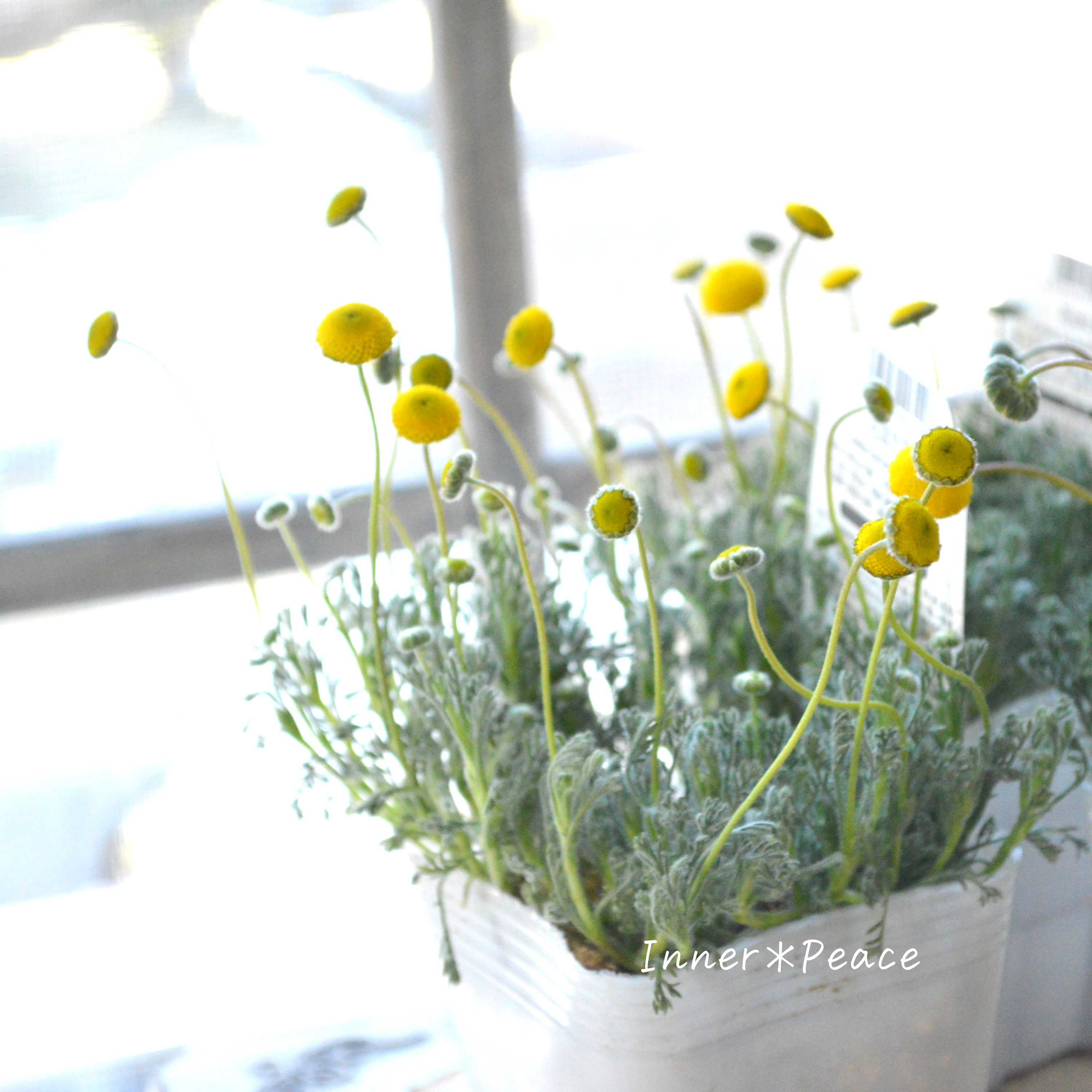 【かわいい】 コツラ・バルバータ 3~3.5寸POT