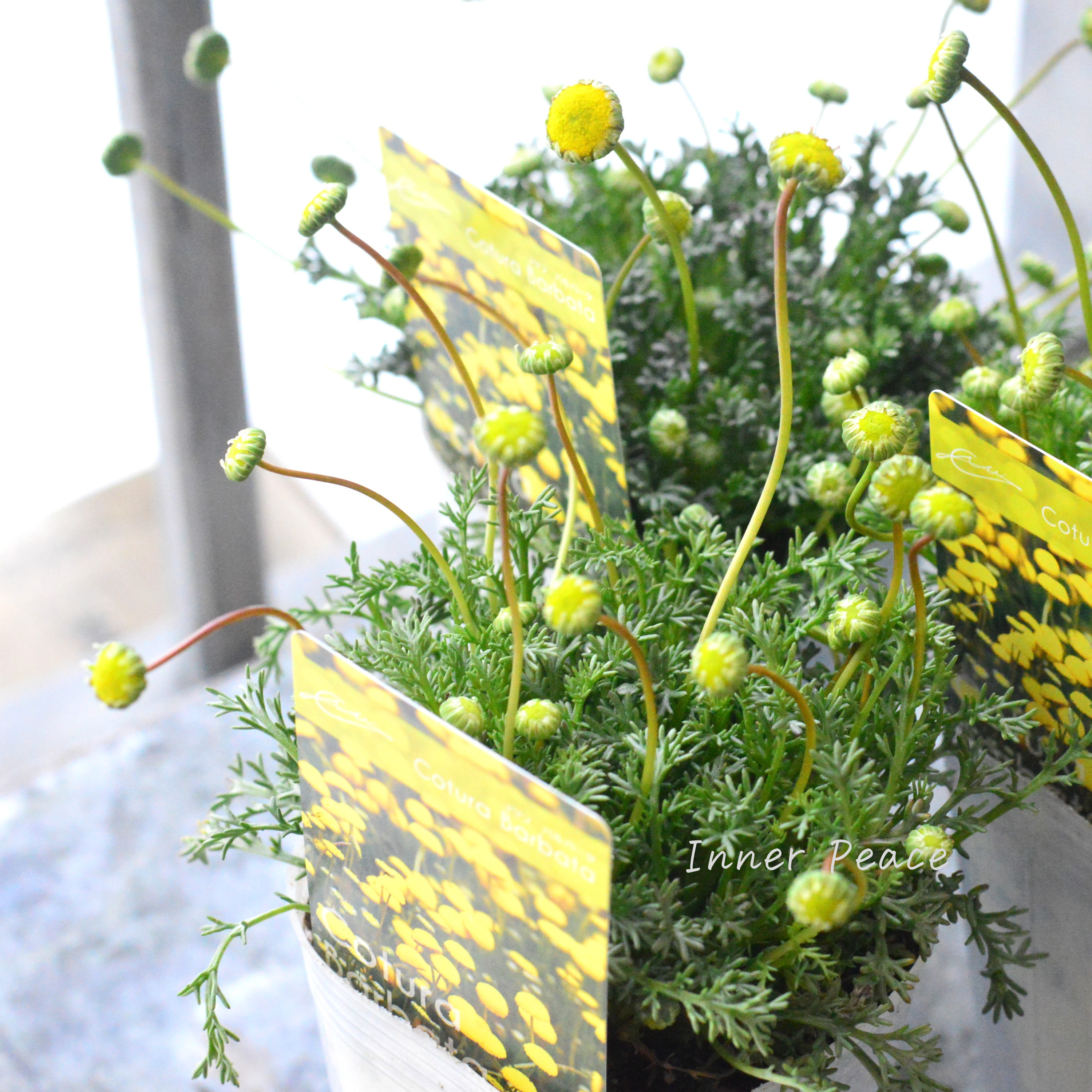 【かわいい】 コツラ・バルバータ 3~3.5寸POT