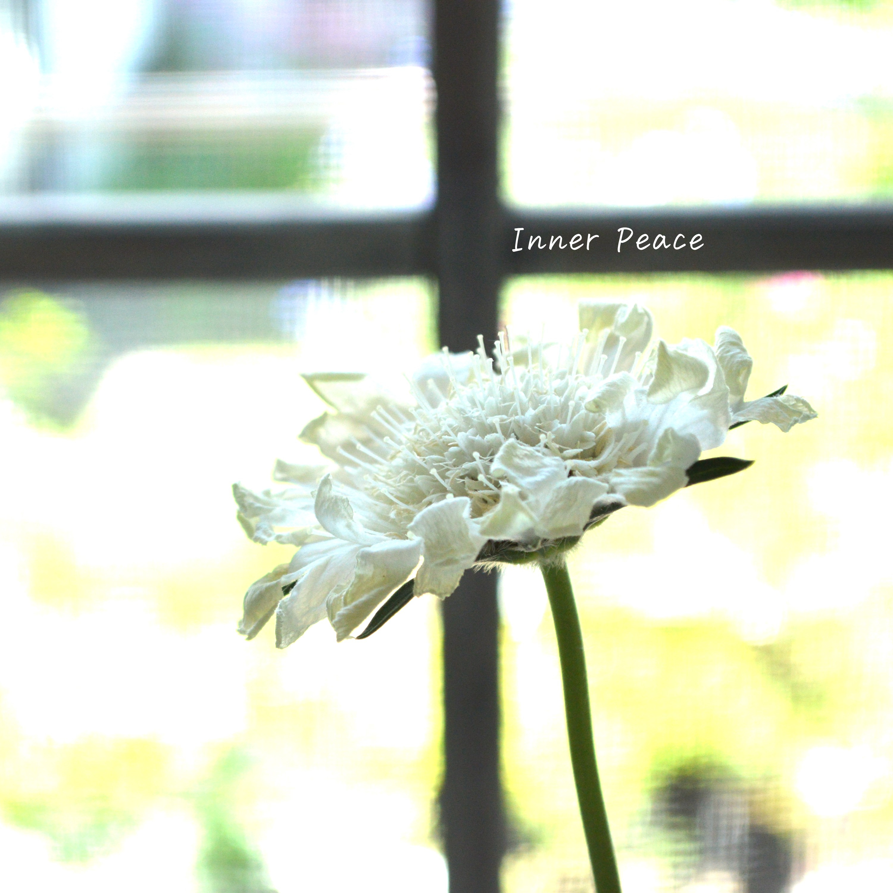 【大輪】 スカビオサ 『ファーマ・ホワイト』 3.5寸POT