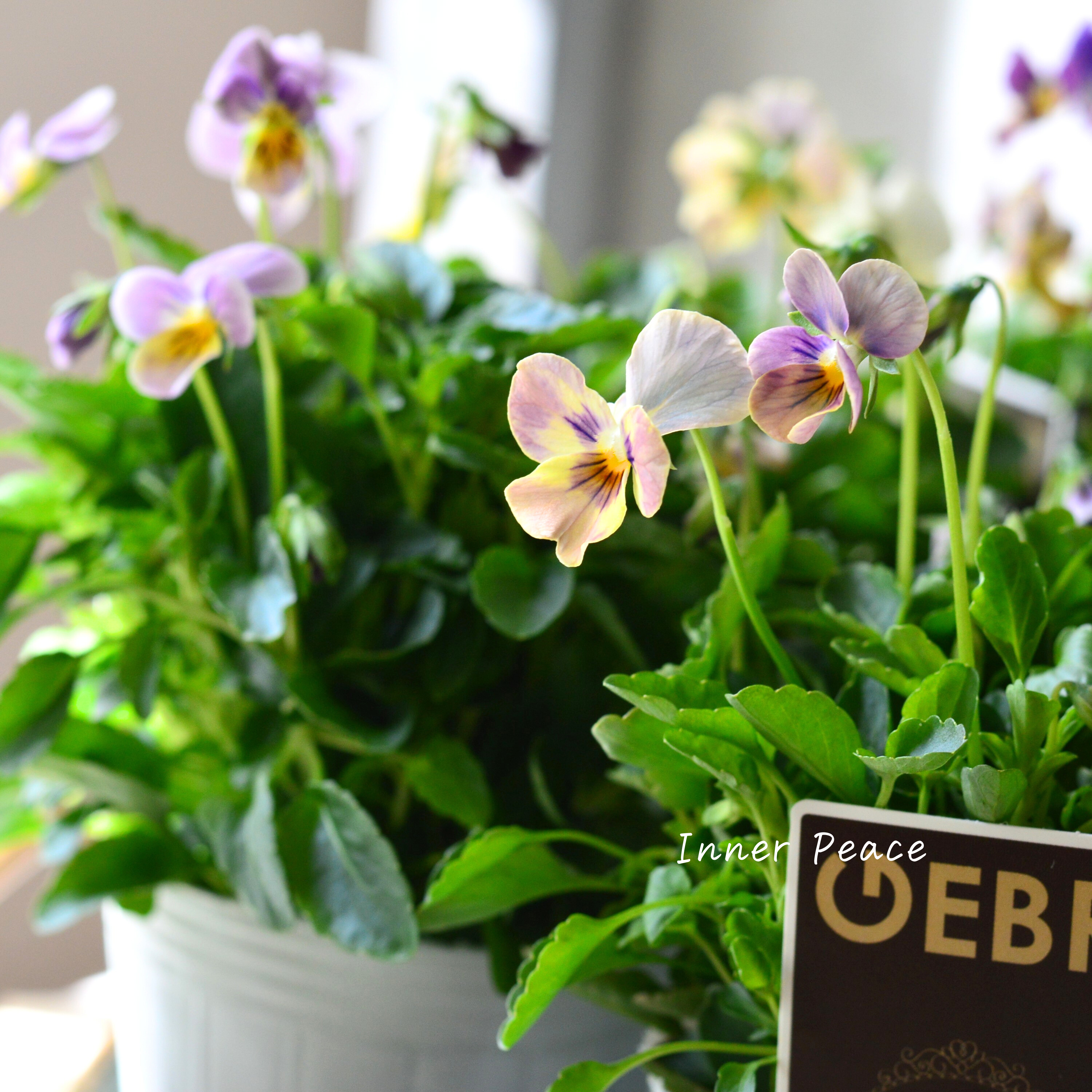 【ゲブラさん】 ビオラ 『ミックス』 2.5寸POT