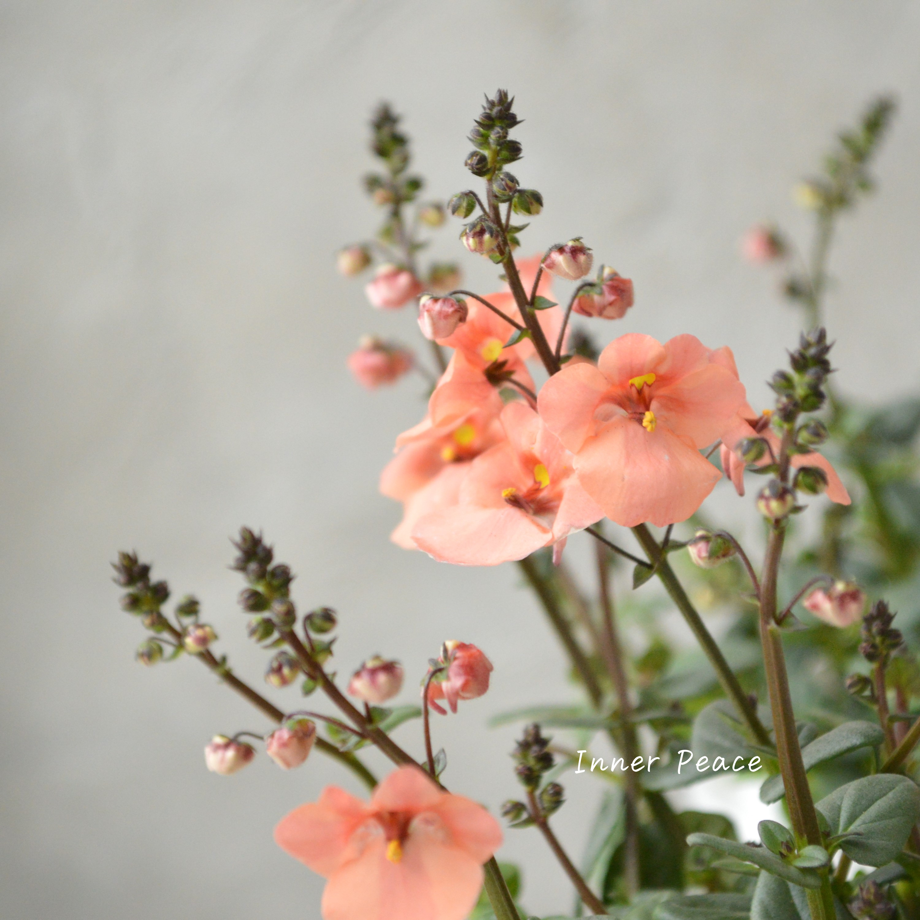 【かわいい】 ディアスシア 『ピーチーピーチフィズ』 3.5寸POT