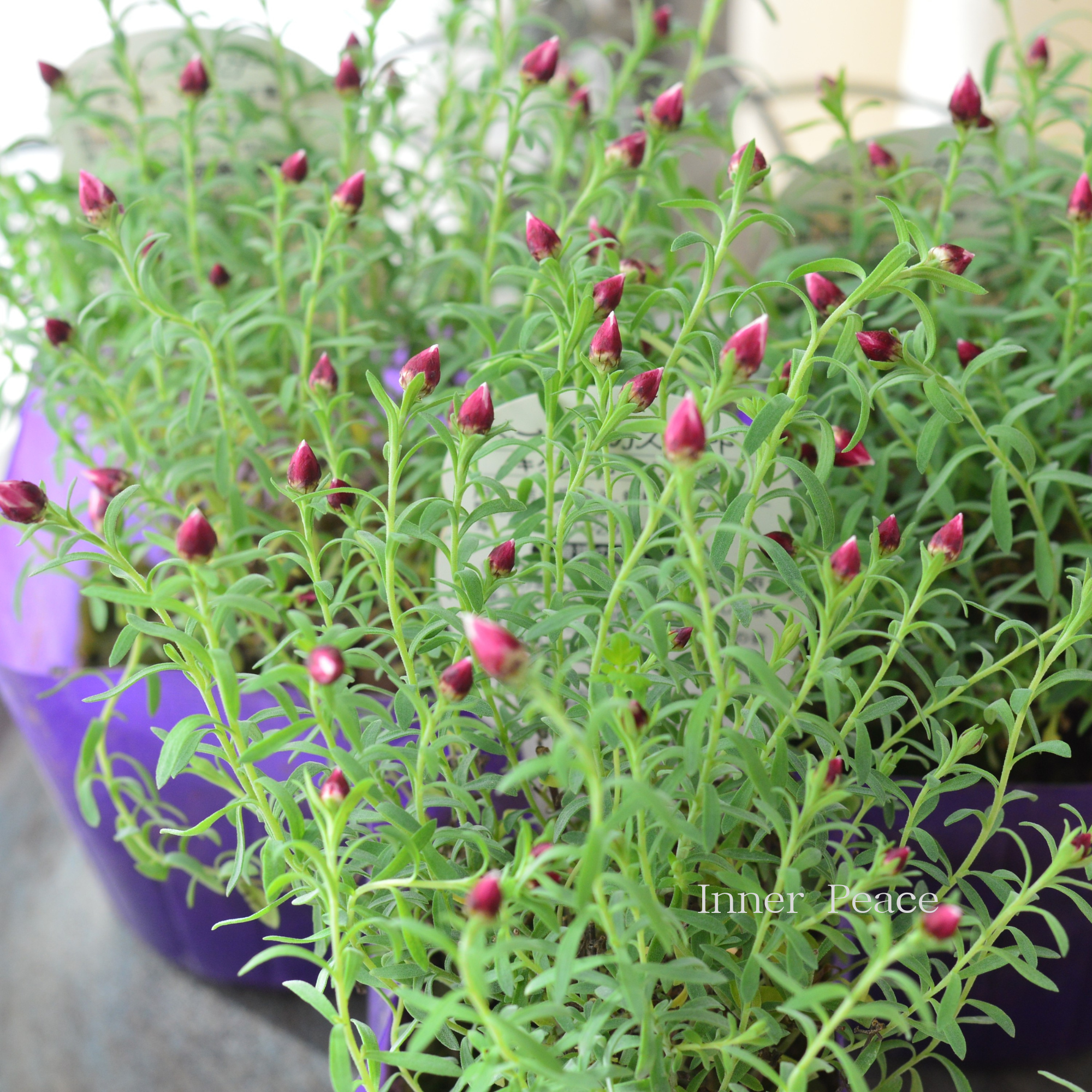 【個性的】 ペーパーカスケード 3寸POT