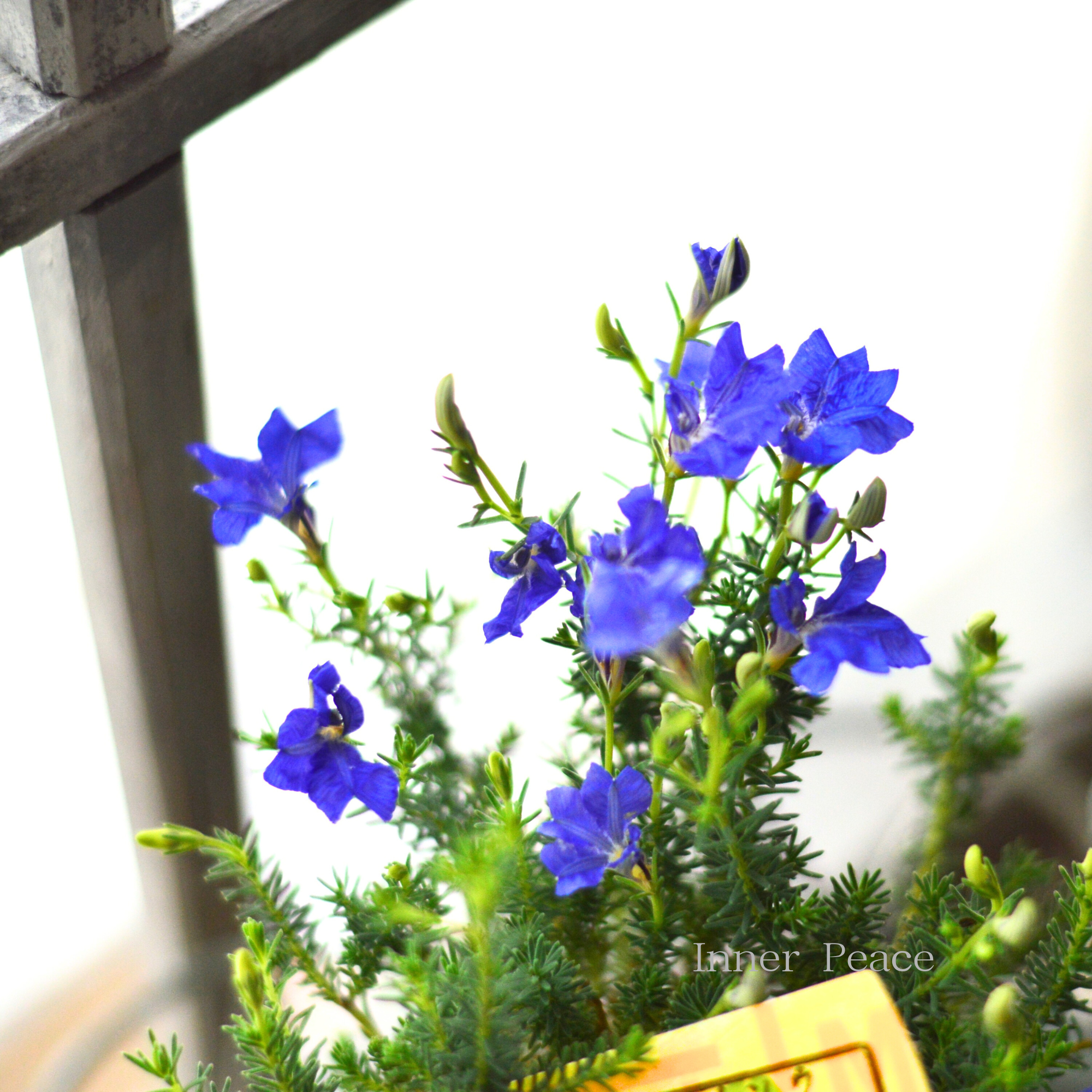 【美しい】 ハツコイソウ 『秋青~アキアオ~』 3寸POT