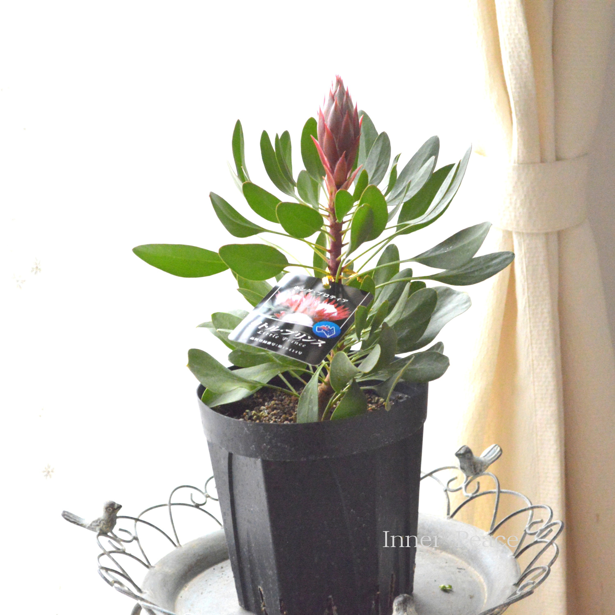 【人気】 プロテア 『リトルプリンス』 6号鉢