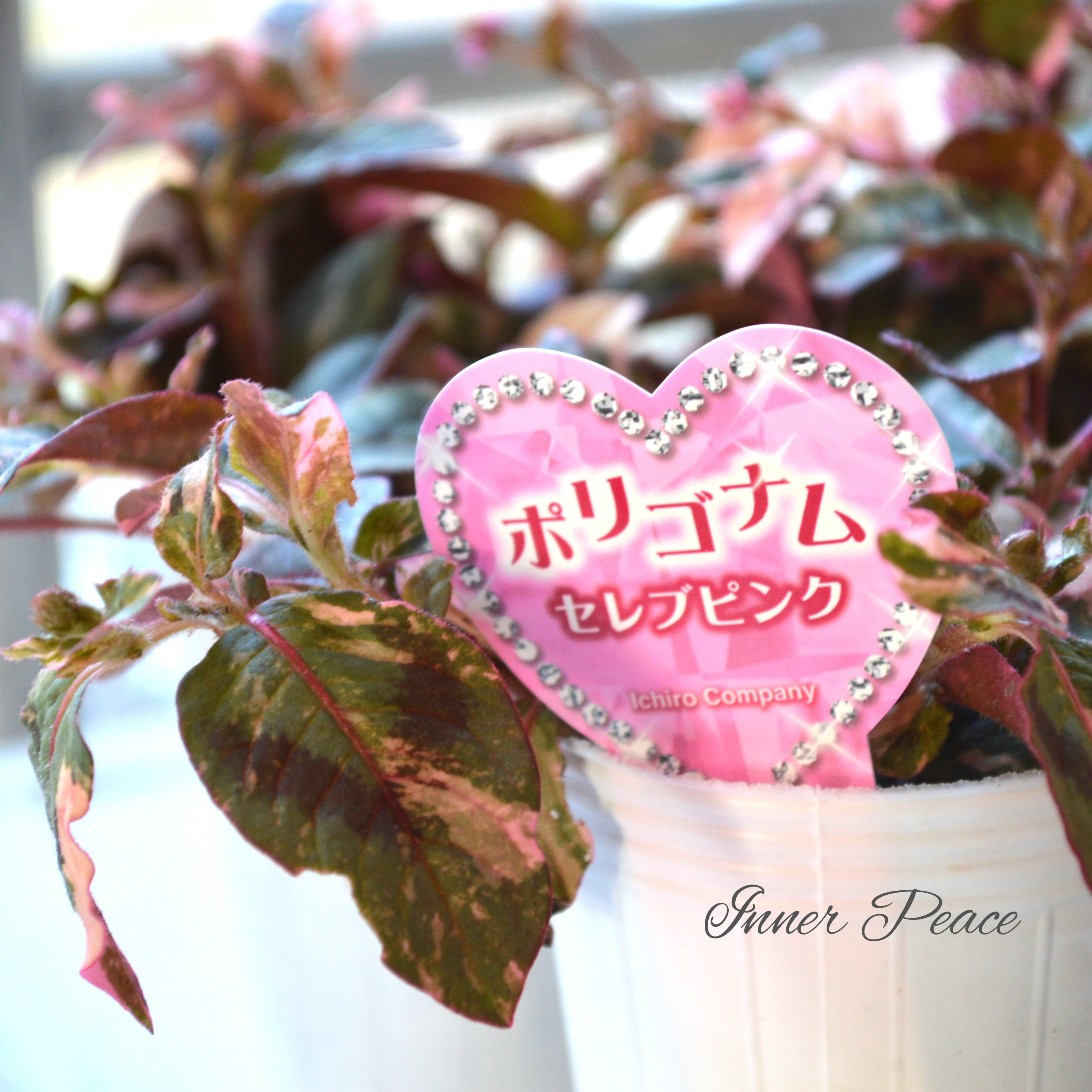 【斑入り】 ポリゴナム 『セレブピンク』 2.5寸POT