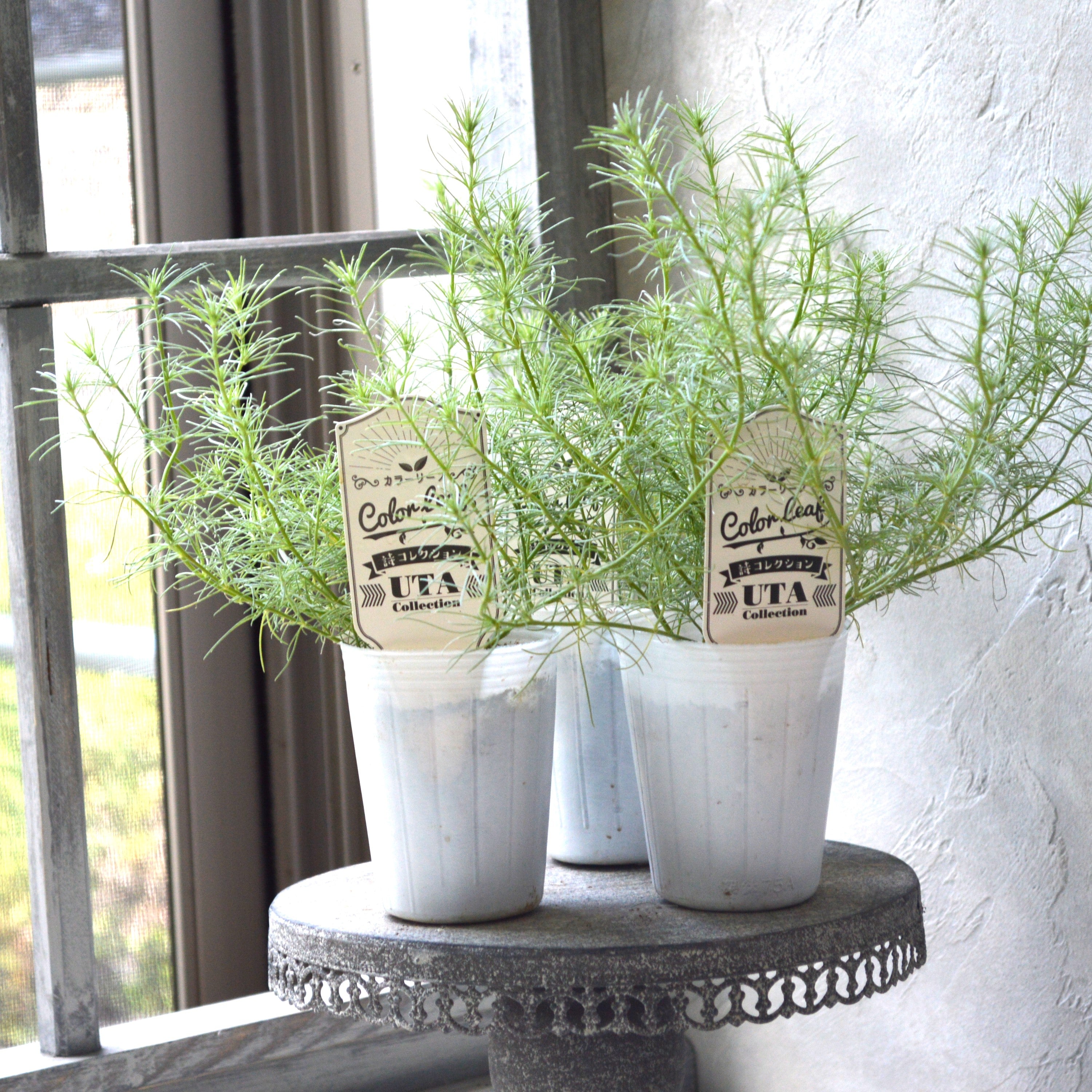 【ふわふわリーフ】ロータス『コットンキャンディー』 2.5寸POT