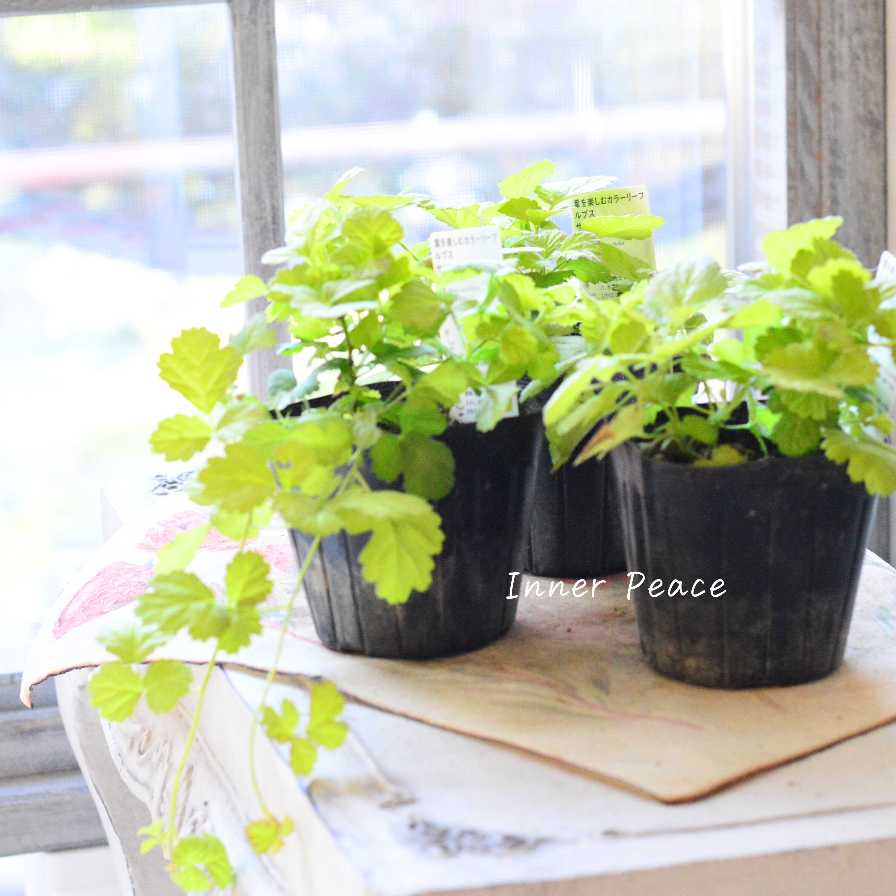 【オシャレ】 ルブス 『サンシャインスプレーダー』 3寸POT