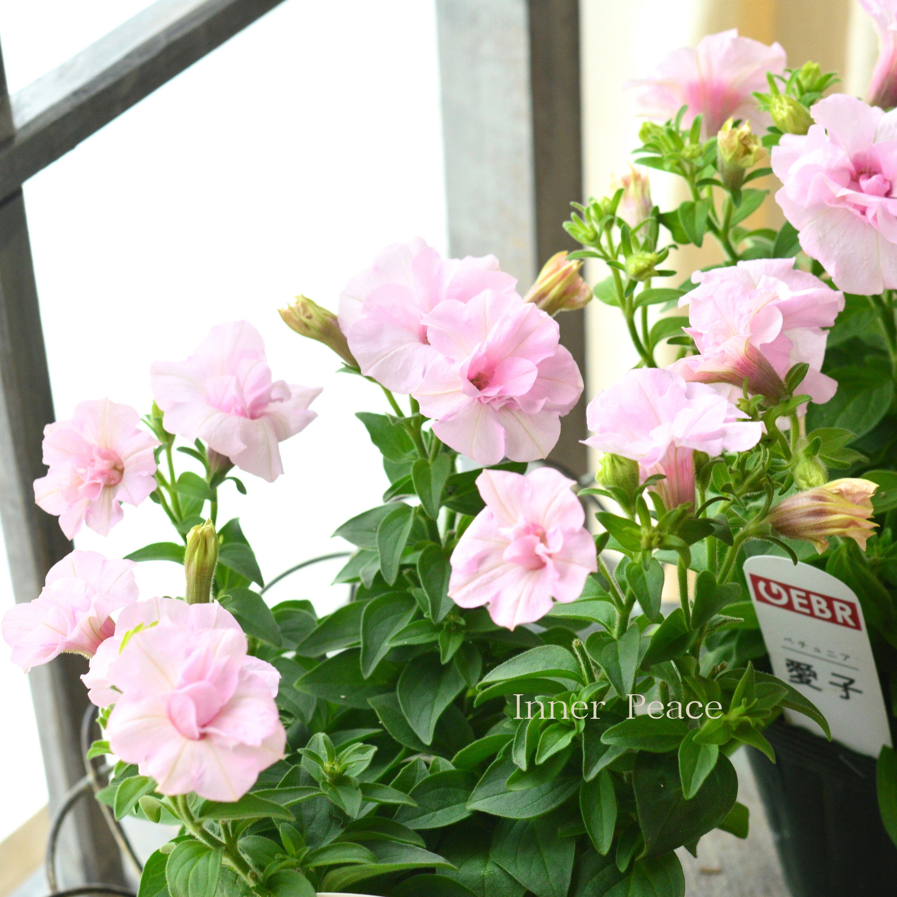 希少!【ゲブラさん試作品】 ペチュニア 『愛子』 3.5寸POT