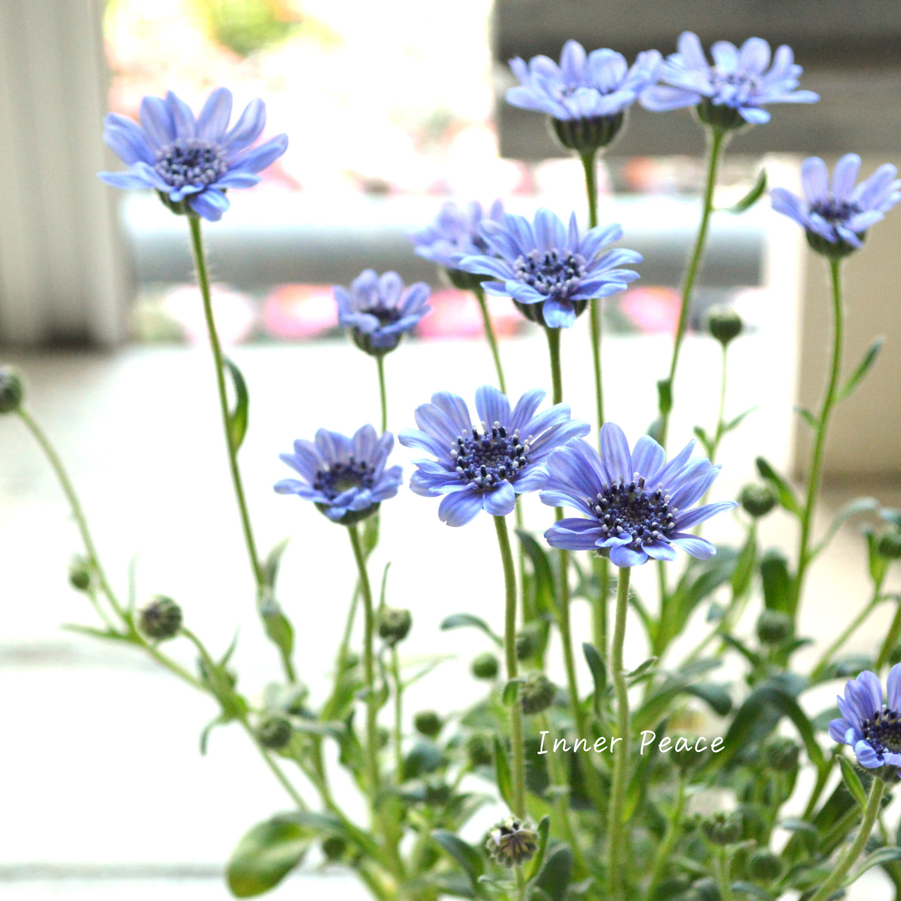 【美しい】 フェリシア 『スプリングメルヘン・ブルー』 3寸POT