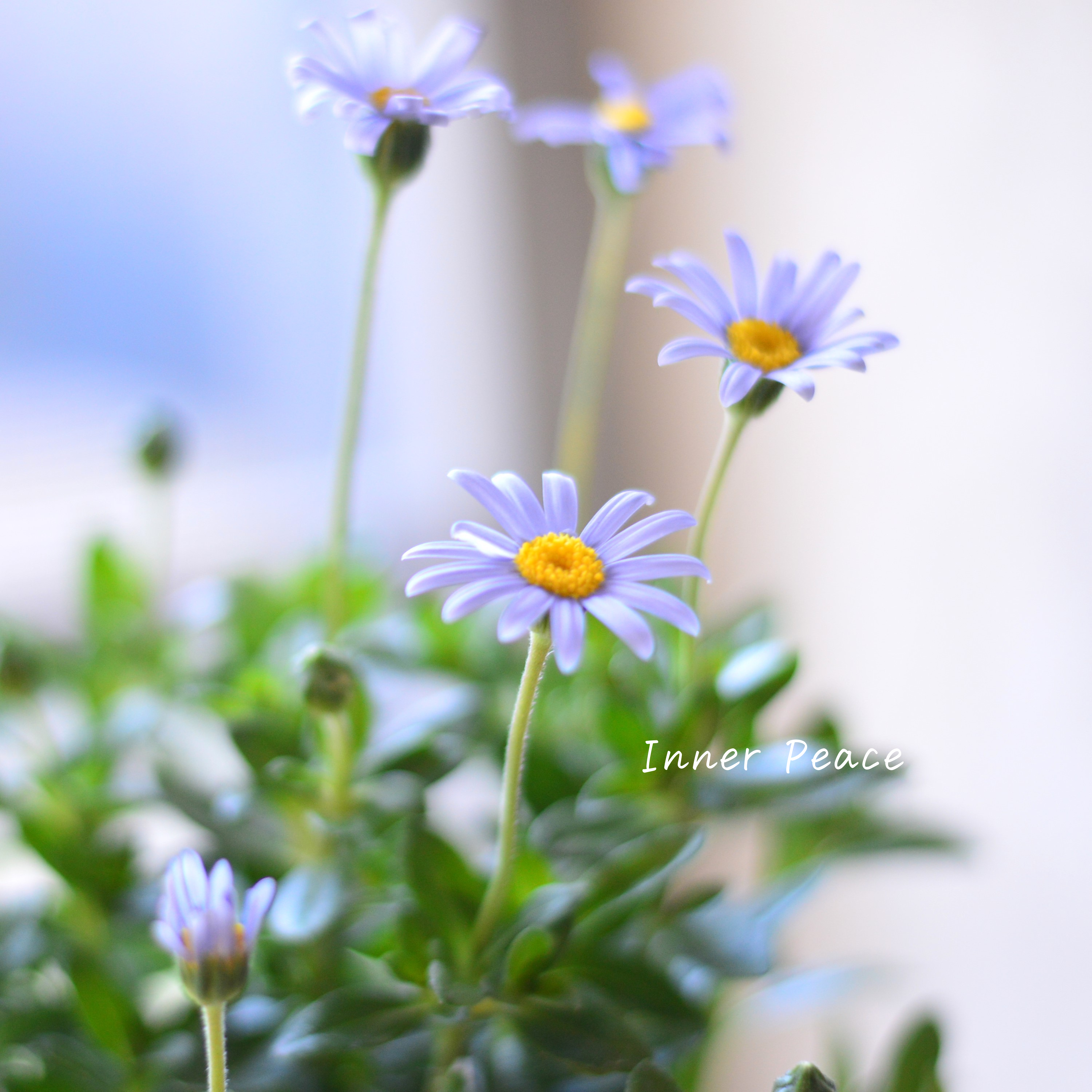 【美しい】 フェリシア 『フェリシティブルー』 3寸POT