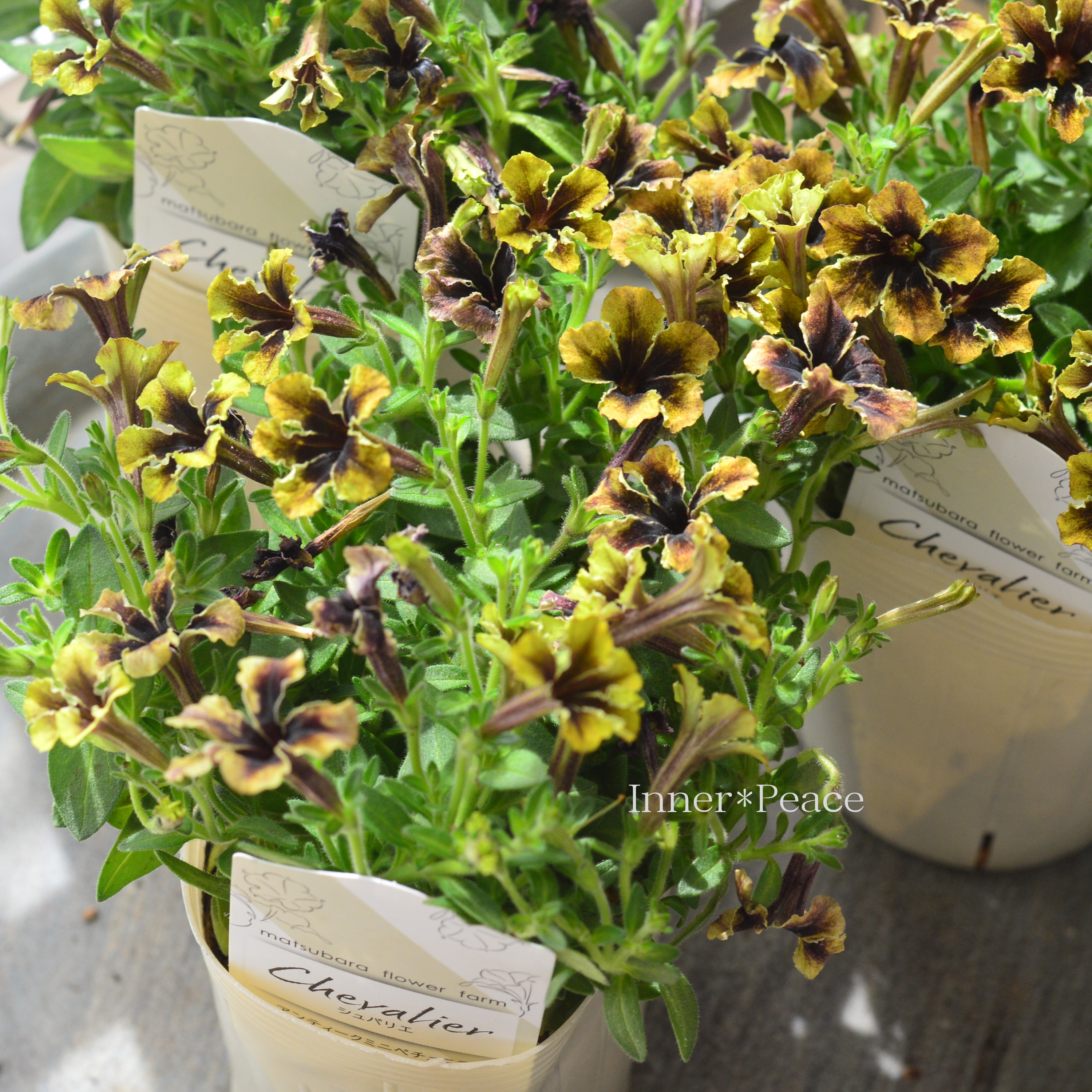 【マツバラフラワーファームさん】 極小輪ペチュニア 『シュバリエ・スターナイト』 3寸ロングPOT