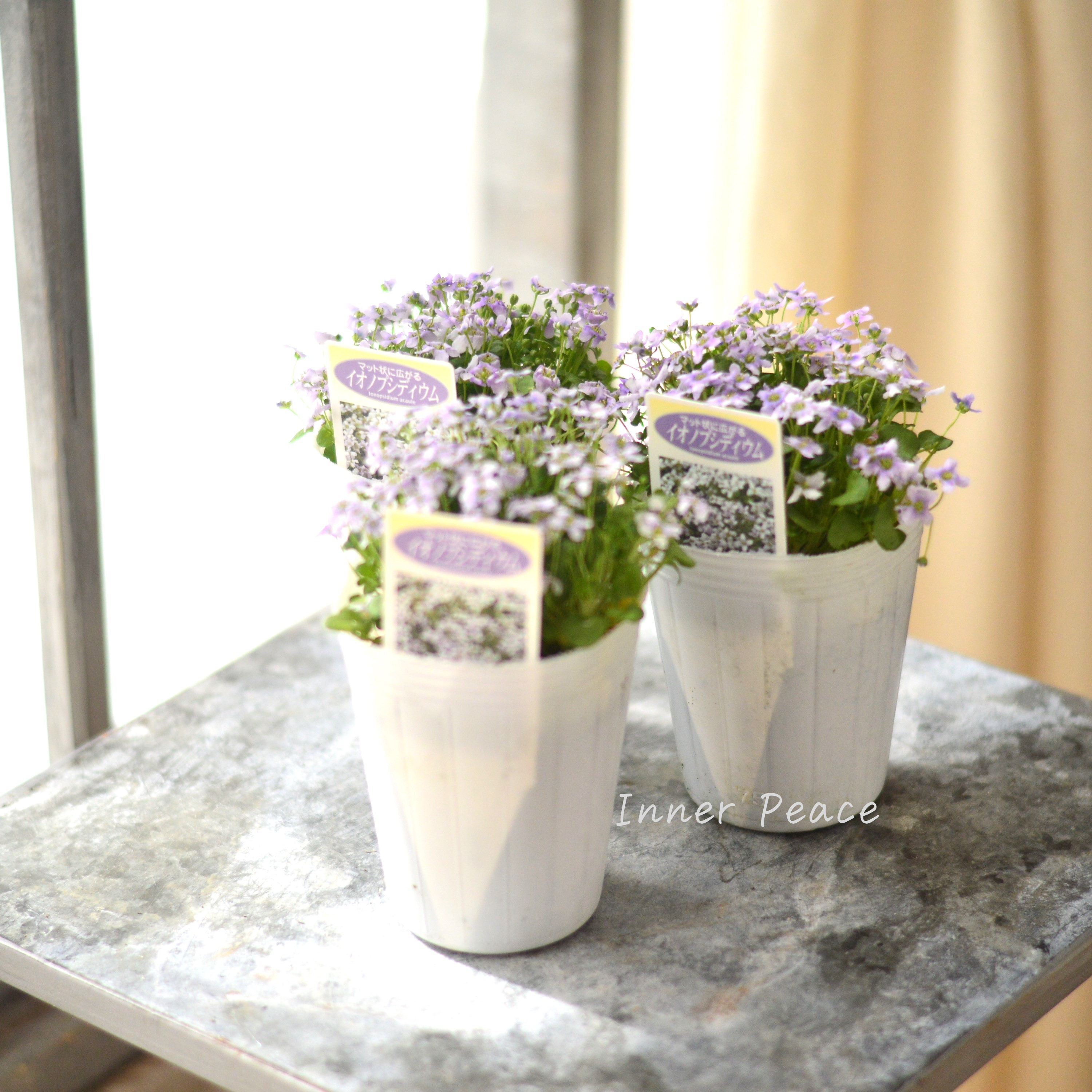 【かわいい】 イオノプシディウム 2.5寸POT