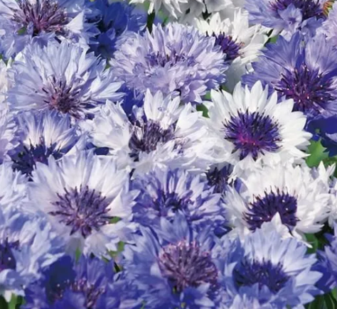 【寒さに強い】 セントーレア(矢車草) 『クラシックファンタスティック』植え込み用 3寸POT