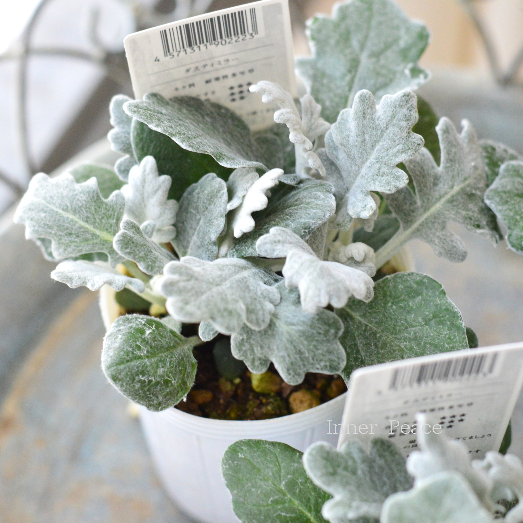 【寄せ植えに】 ダスティミラー 『クイックシルバー』 2.5寸POT