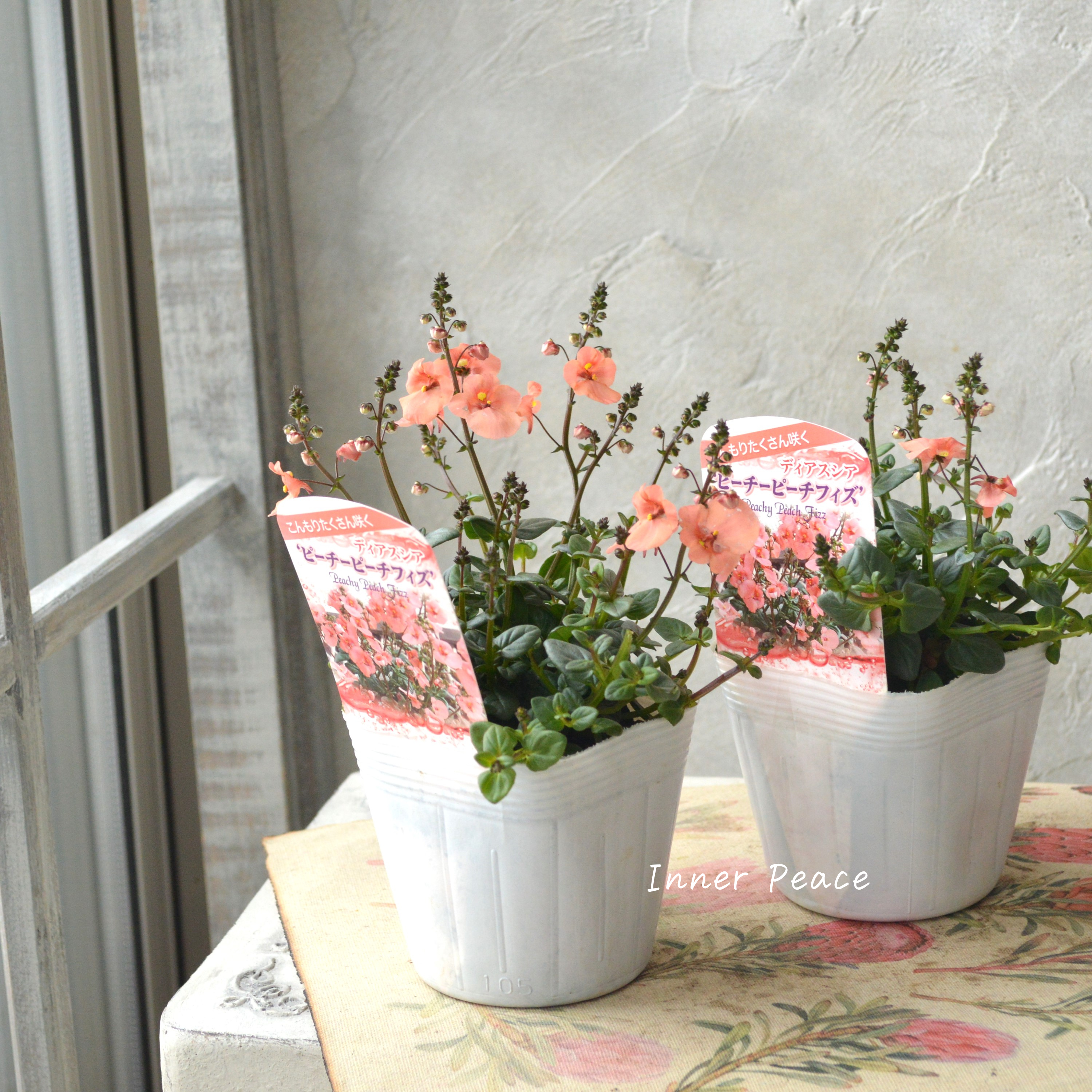 【かわいい】 ディアスシア 『ピーチーピーチフィズ』 3.5寸POT