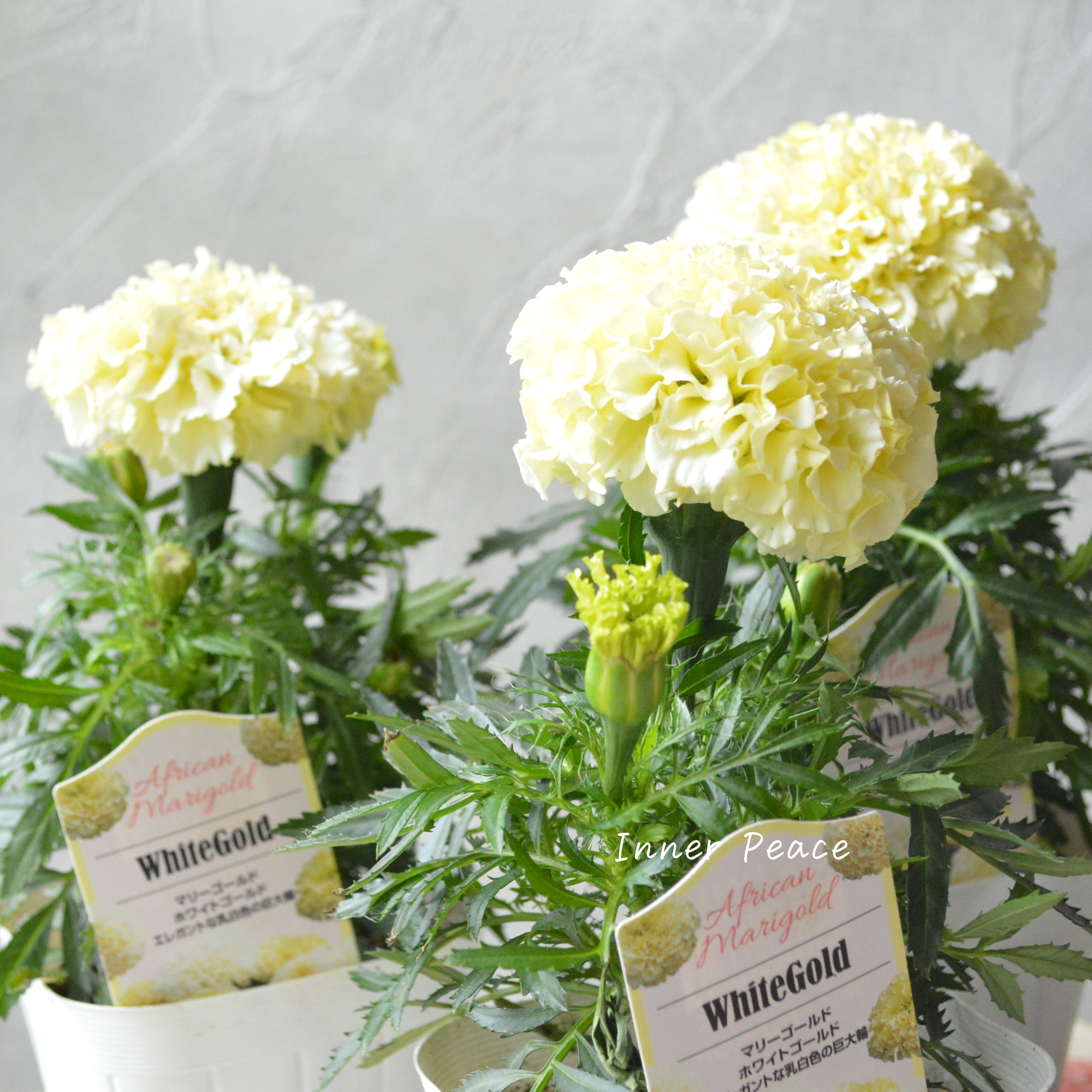 【かわいい】 マリーゴールド 『ホワイトゴールド』 3.5寸POT