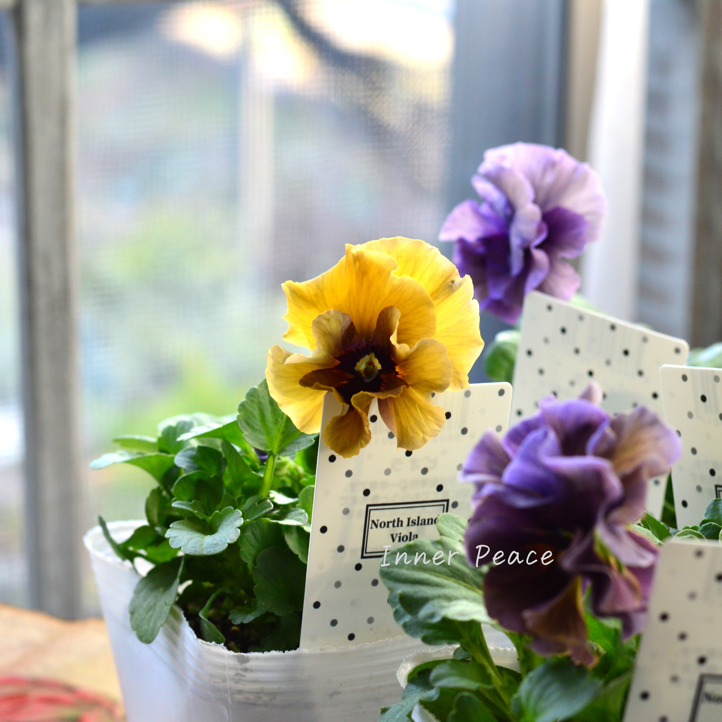 【八重咲き】 北島園芸さんの試作品ビオラ 『ふんわりフリル(仮)』 3.5寸POT