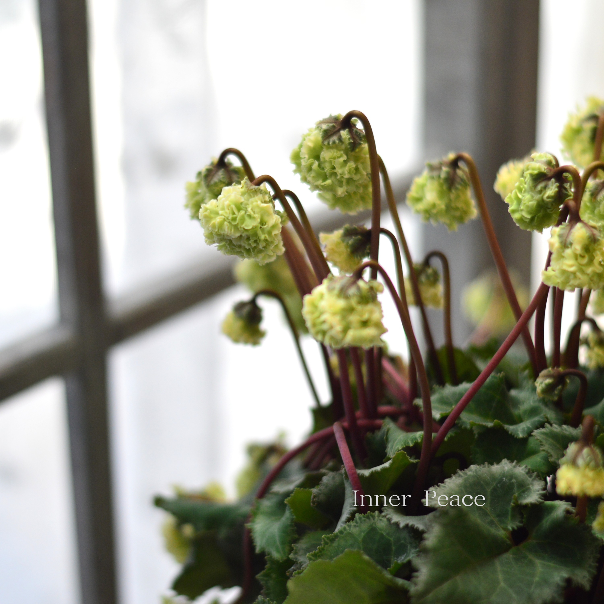 【見上げて楽しむ】 シクラメン 『FLOW~er~フローエル・ホワイト』 5号鉢